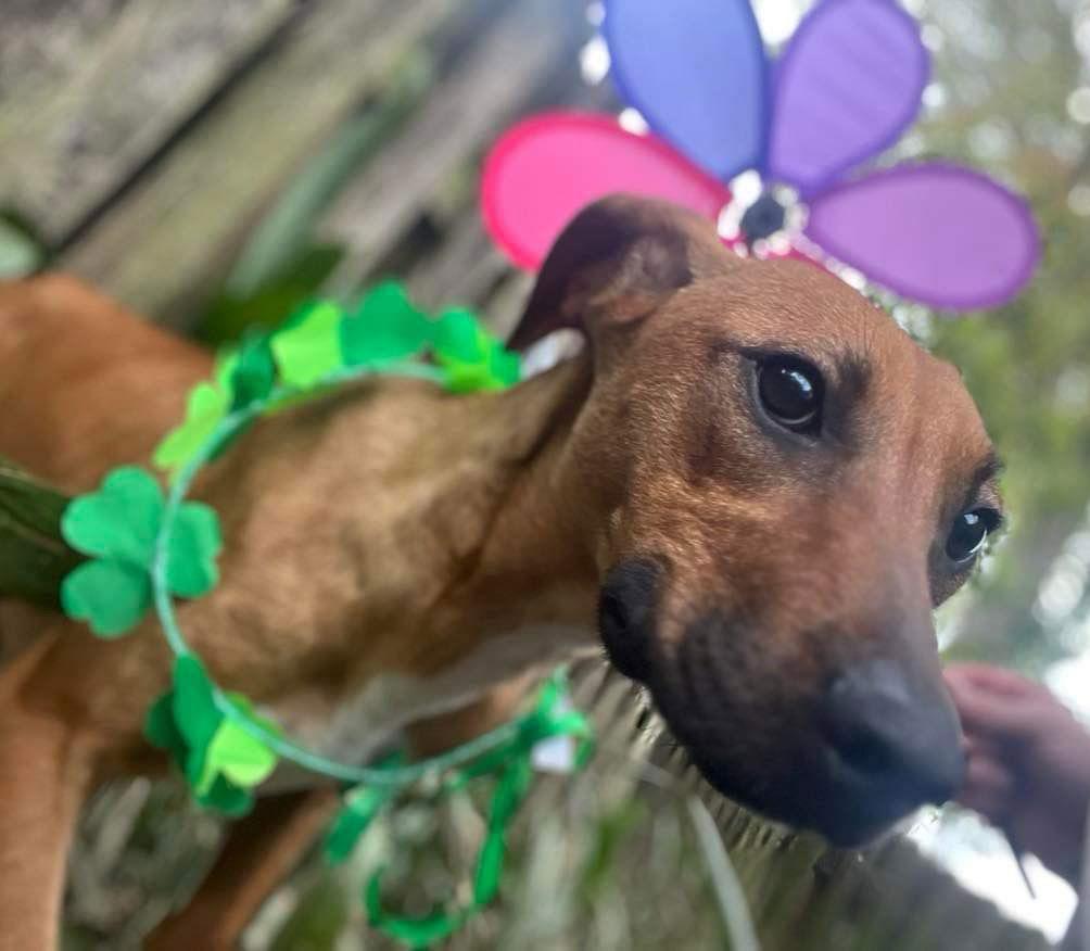 Lime, a Adoptable Labrador Retriever in Grand Bay, AL image 3/3