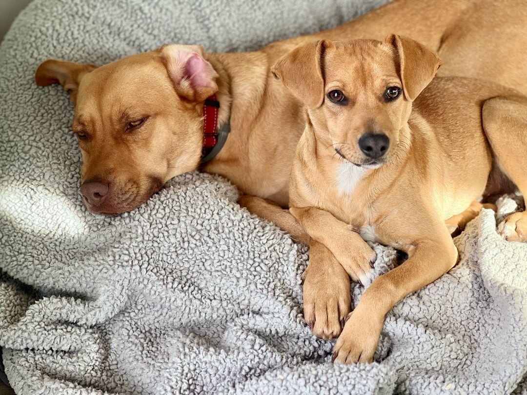 Skittles, Adoptable, Young Male Dachshund & Chihuahua.