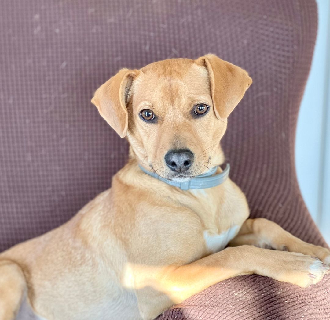 Enlarge Skittles, a Adoptable mixed breed in Albany, NY image 2/3