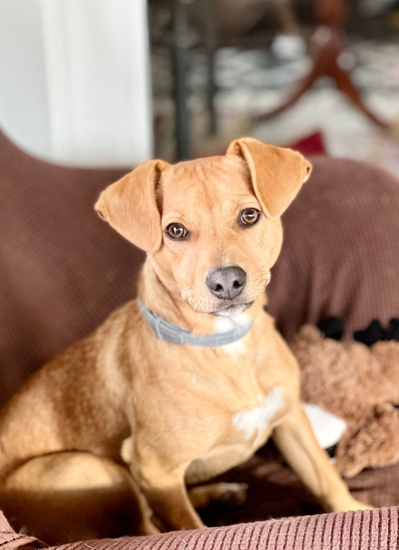 Enlarge Skittles, a Adoptable mixed breed in Albany, NY image 3/3