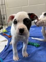 Enlarge Basil, a ADOPTABLE mixed breed in Whitby, ON image 2/2