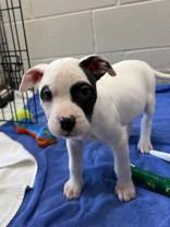 Enlarge Basil, a ADOPTABLE mixed breed in Whitby, ON image 1/2