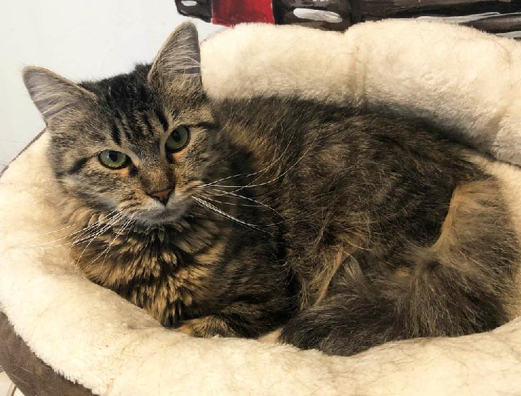 Rosa, Adoptable, Senior Female Domestic Medium Hair.
