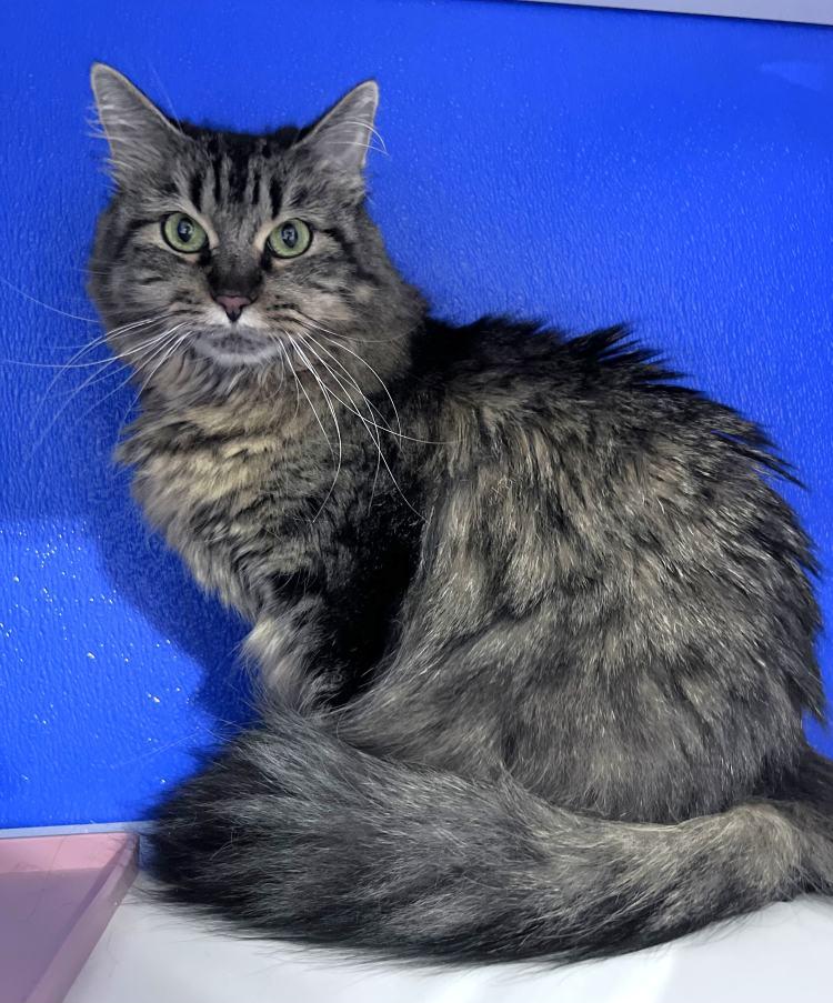 Enlarge Rosa, a Adoptable Domestic Medium Hair in Colorado Springs, CO image 2/3