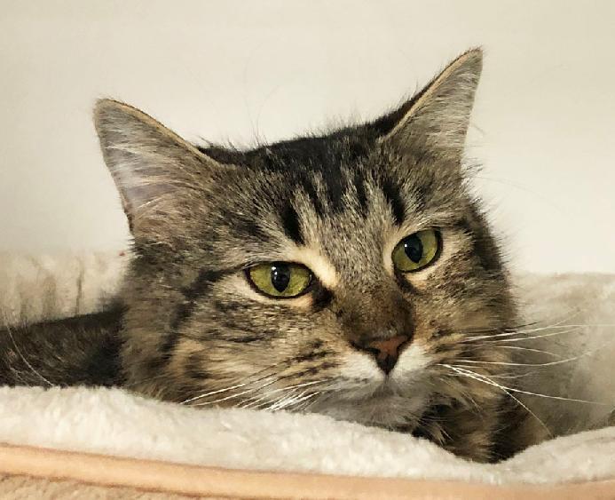 Enlarge Rosa, a Adoptable Domestic Medium Hair in Colorado Springs, CO image 3/3