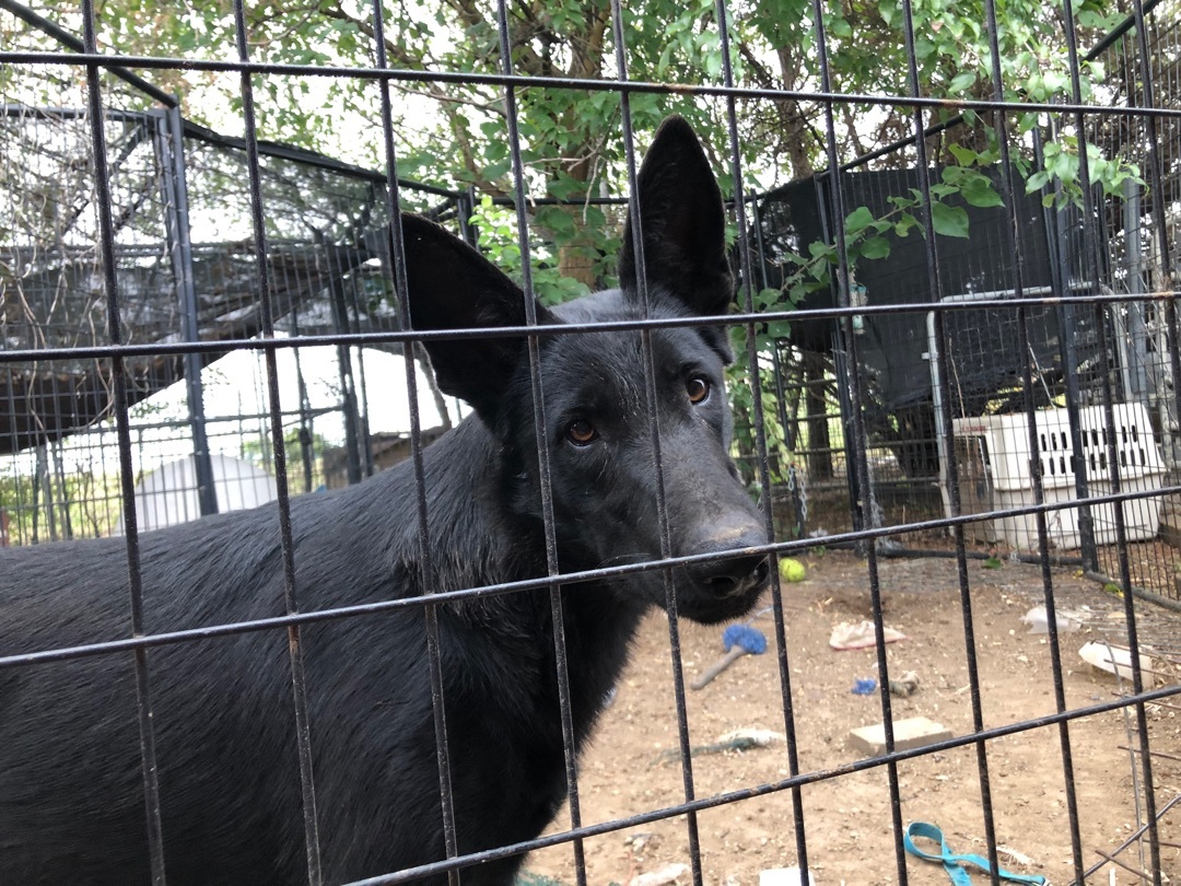 Enlarge Alisha, a Adoptable German Shepherd Dog in Haslet, TX image 1/6