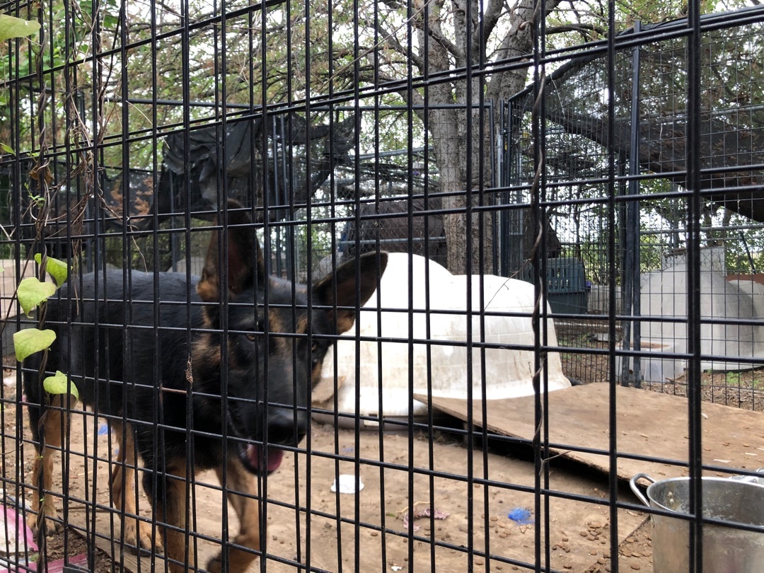 Enlarge Alisha, a Adoptable German Shepherd Dog in Haslet, TX image 2/6