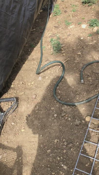 Enlarge Alisha, a Adoptable German Shepherd Dog in Haslet, TX video 6/6