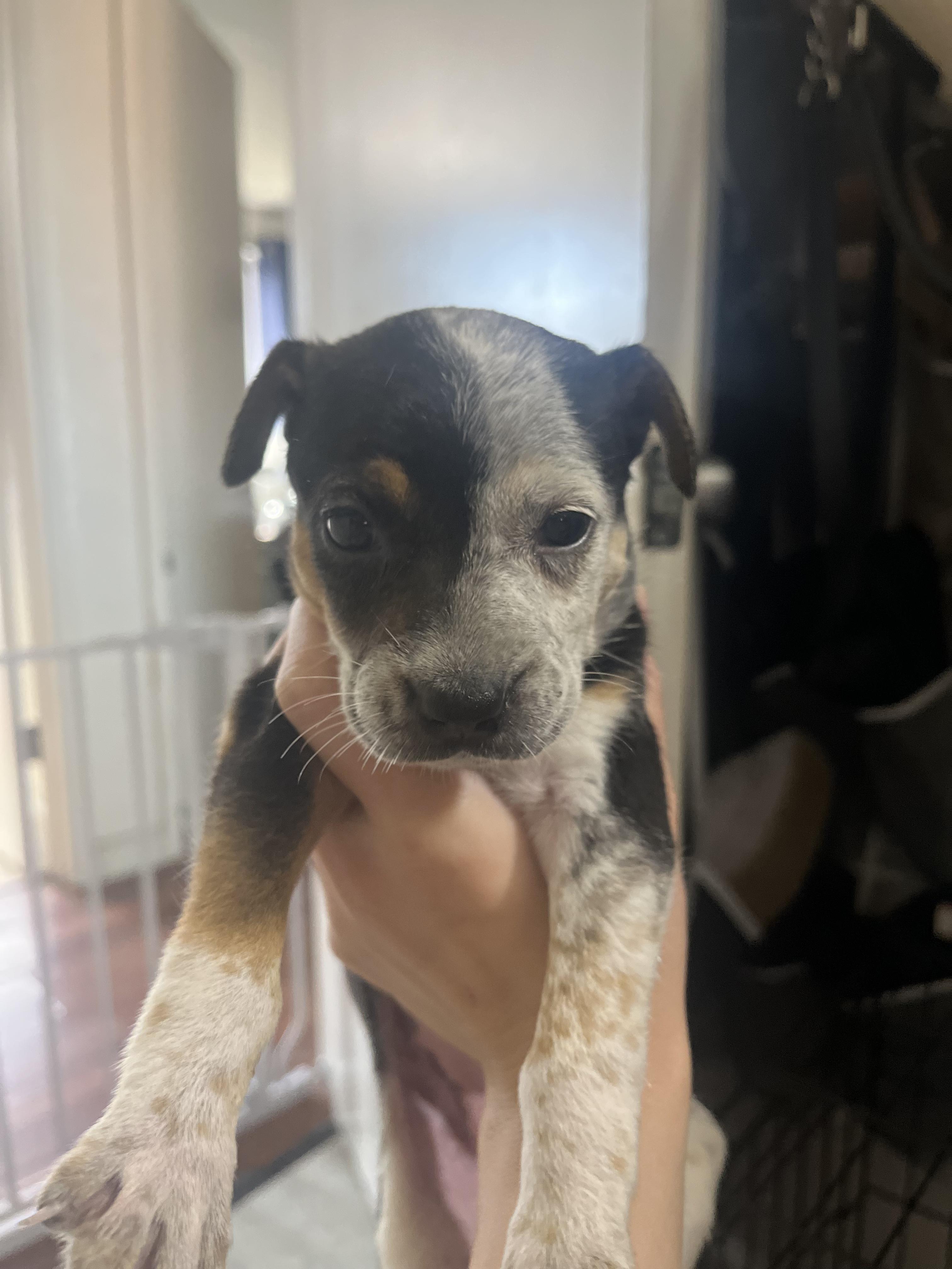 Barley, Adoptable, Puppy Female Australian Cattle Dog / Blue Heeler.