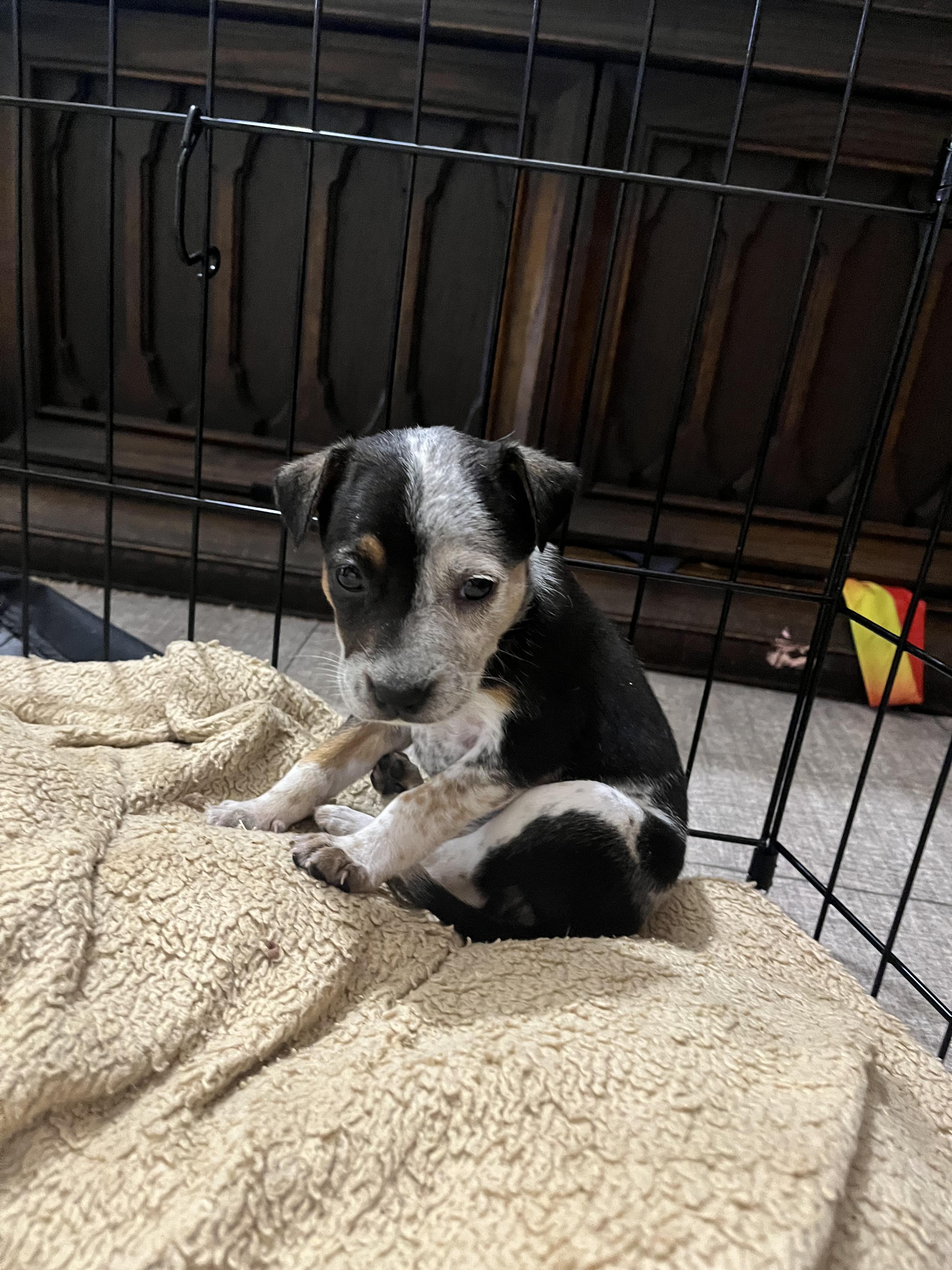 Enlarge Barley, a Adoptable mixed breed in Penryn, CA image 2/2