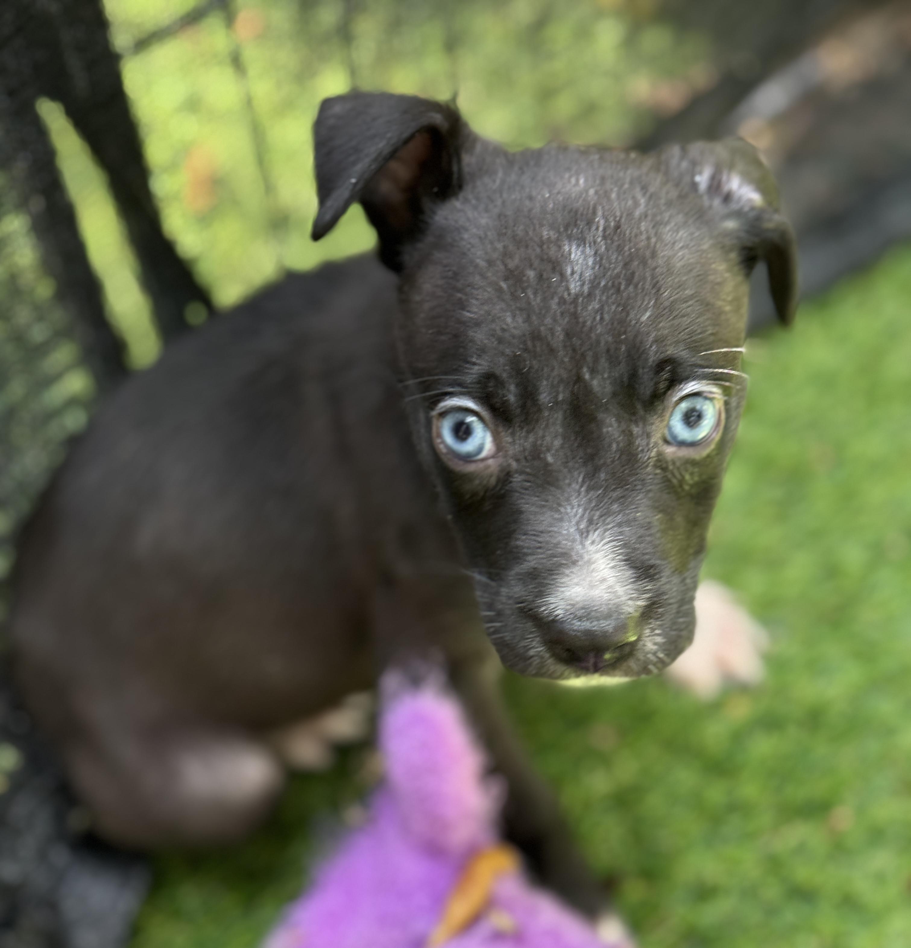 Sparkler, a Adoptable Mixed Breed in Deltona, FL image 3/3