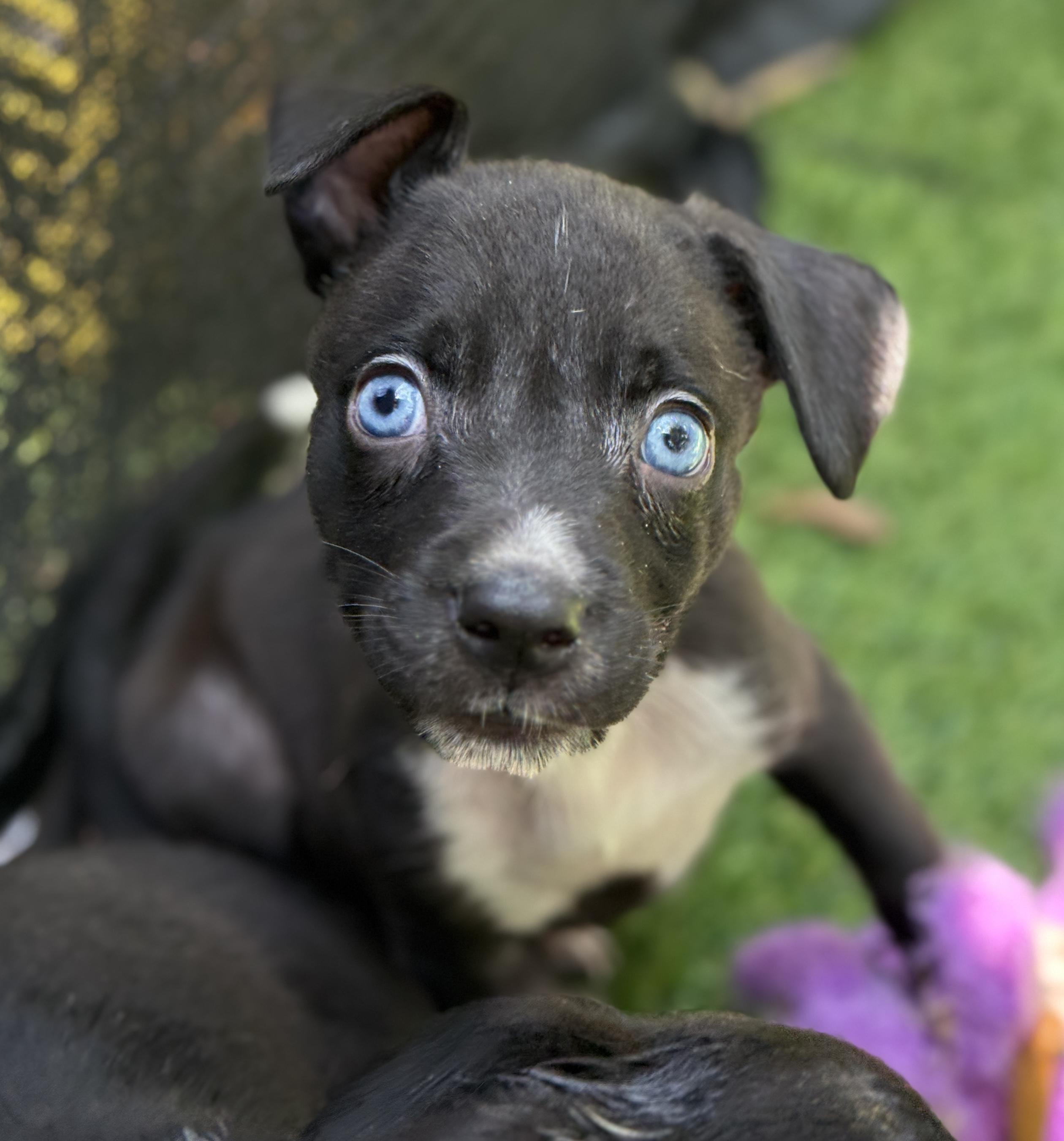 Sparkler, Adoptable, Puppy Female Mixed Breed.