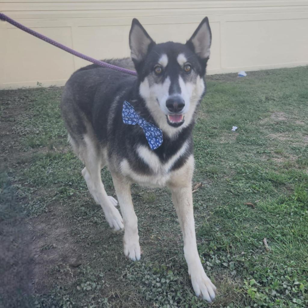 Dog for adoption Mr. Pickles JuM, a Husky in Wheeling, WV Petfinder