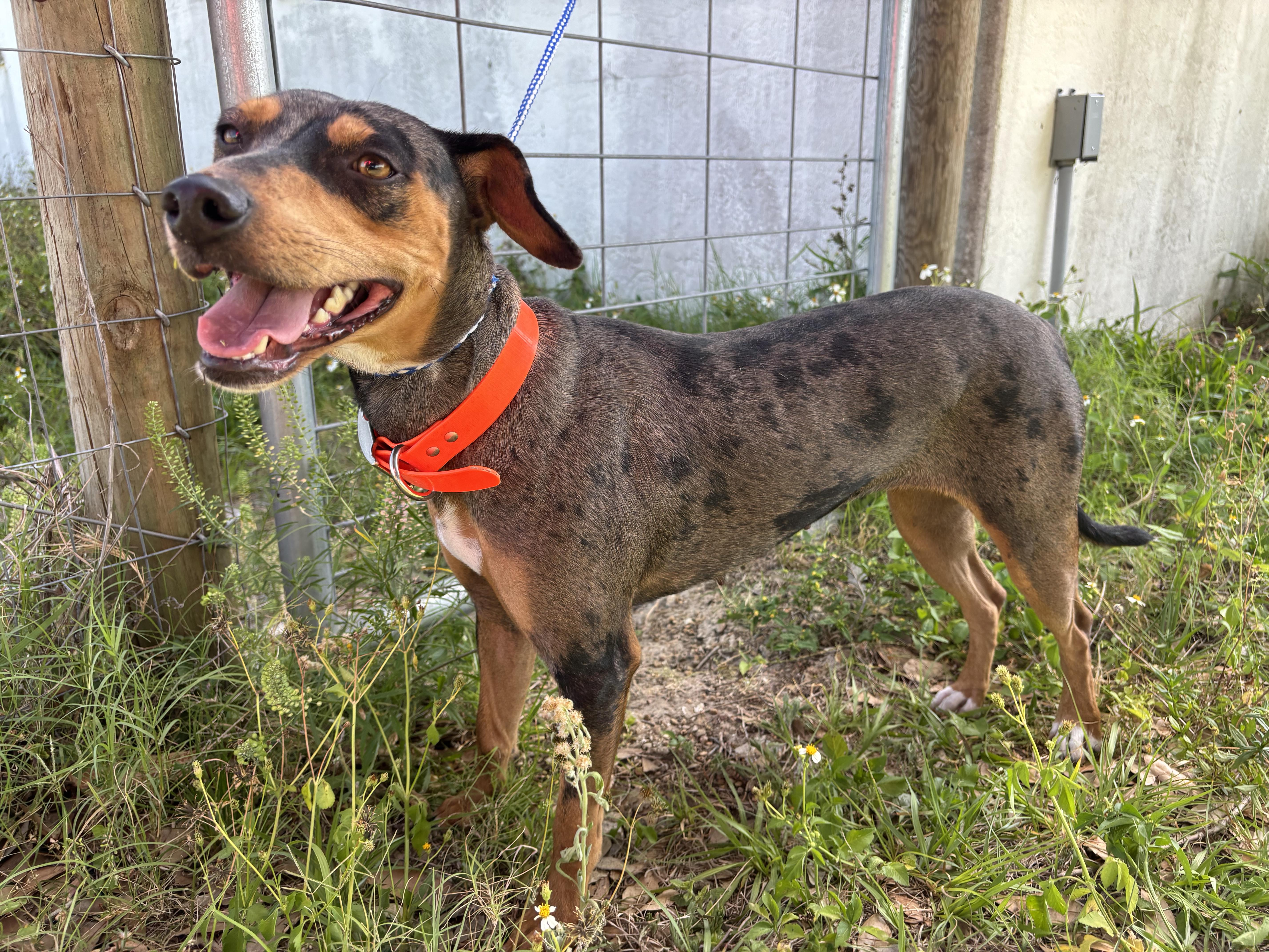 Enlarge Jazzy , a ADOPTABLE mixed breed in Arcadia, FL image 4/5