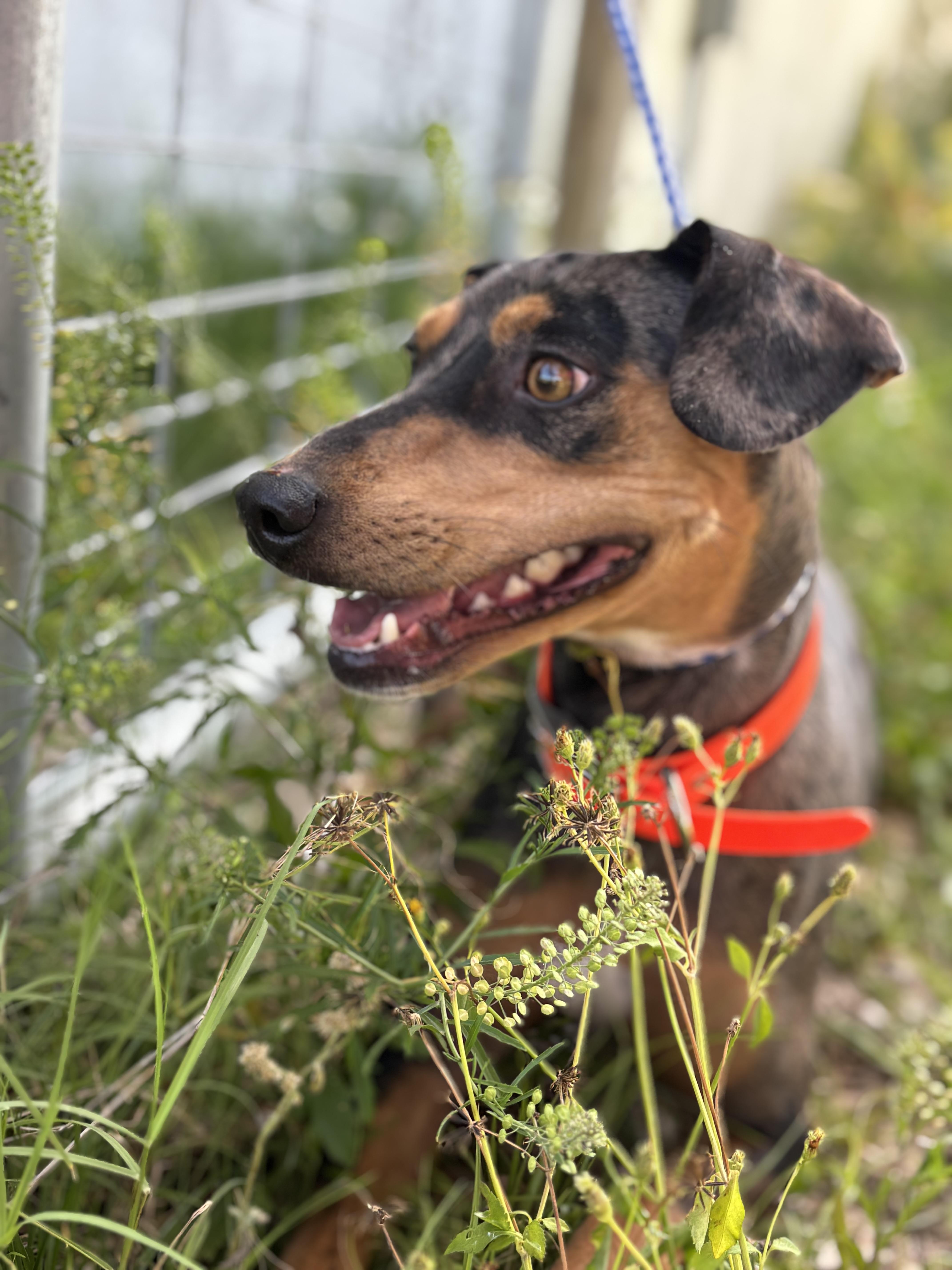 Enlarge Jazzy , a ADOPTABLE mixed breed in Arcadia, FL image 2/5