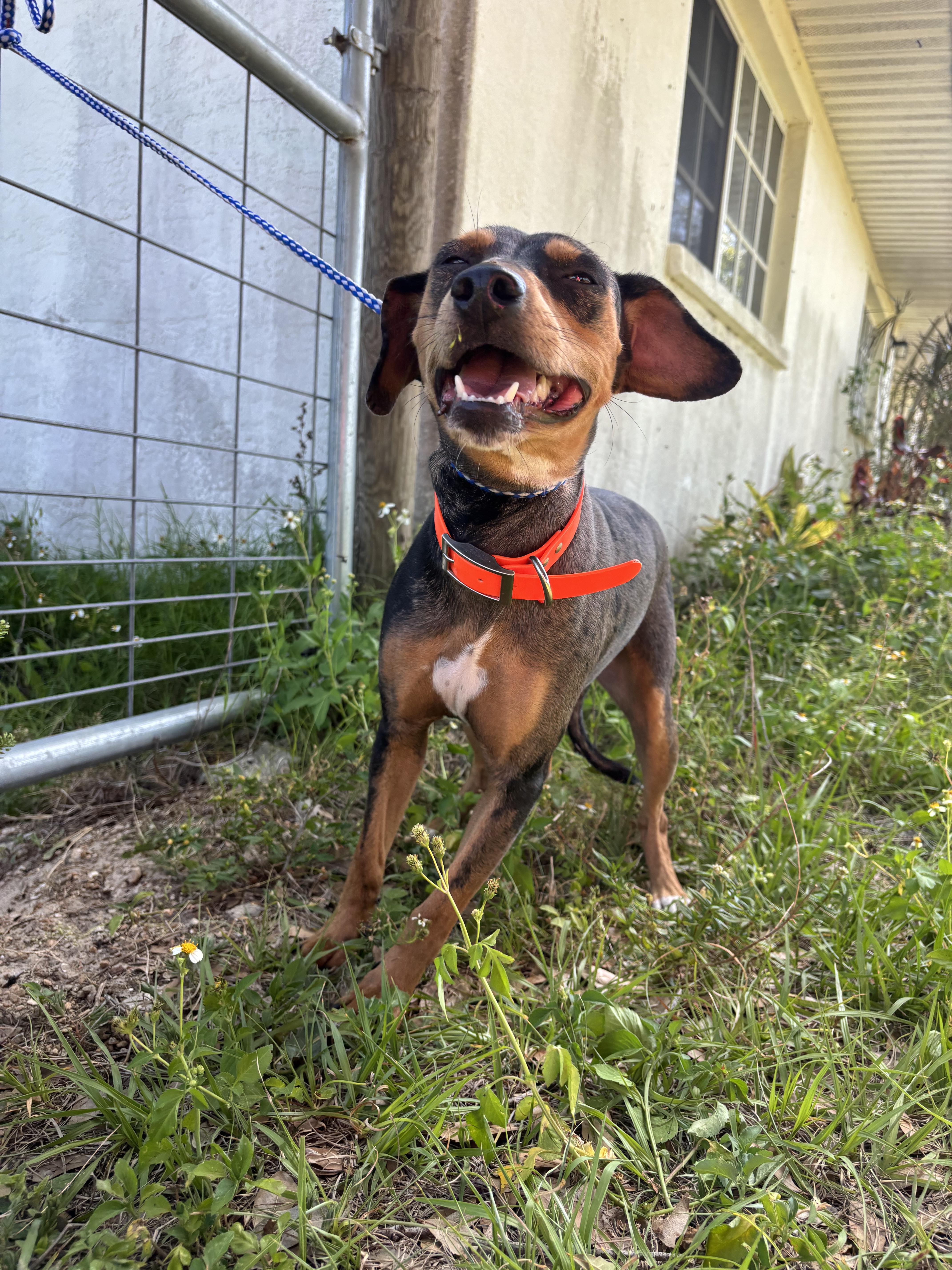 Enlarge Jazzy , a ADOPTABLE mixed breed in Arcadia, FL image 5/5