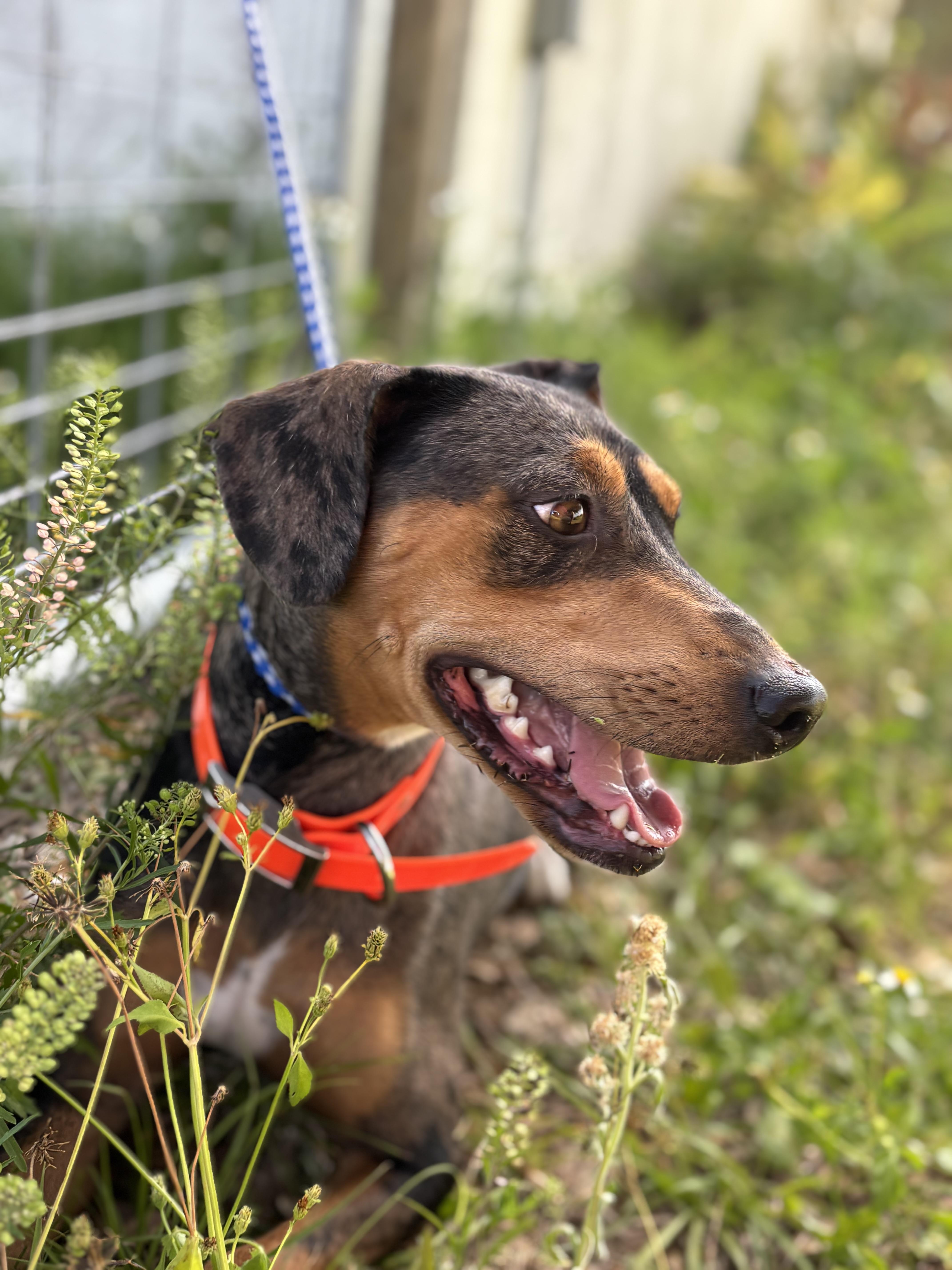 Jazzy , ADOPTABLE, Adult Female Miniature Pinscher & Catahoula Leopard Dog.