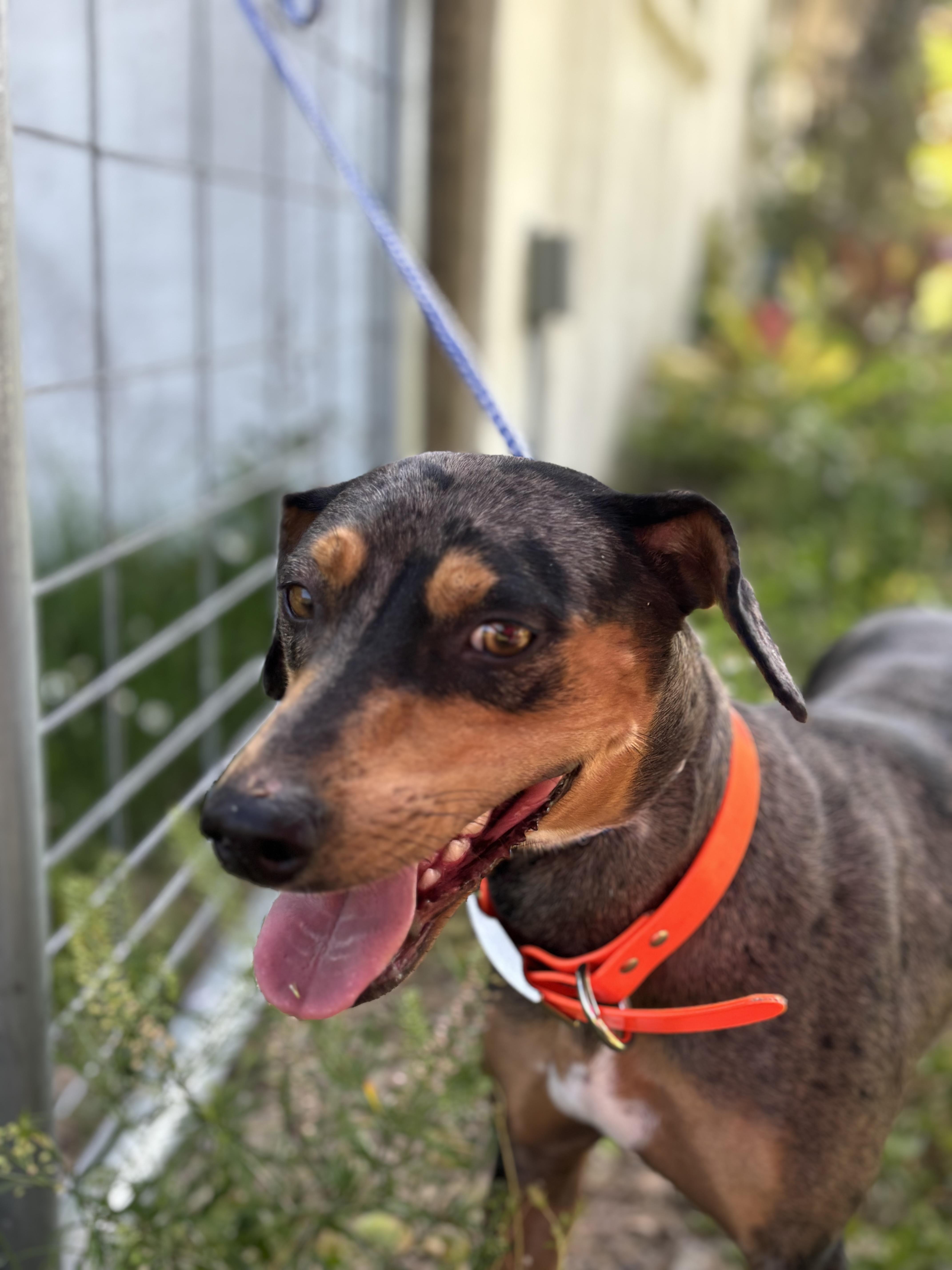 Enlarge Jazzy , a ADOPTABLE mixed breed in Arcadia, FL image 3/5