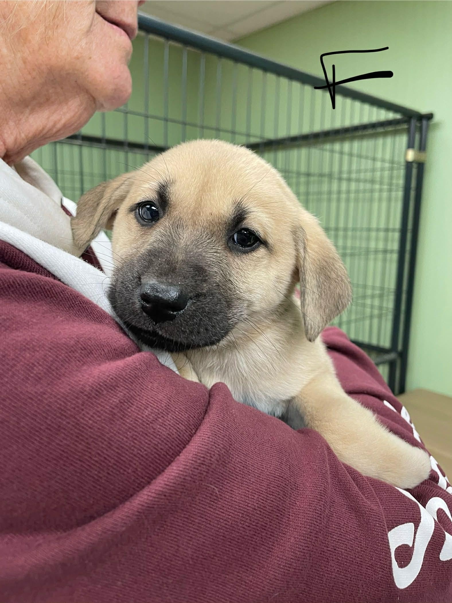 Enlarge Mo-Mo, a Adoptable mixed breed in Bishopville, SC image 1/1