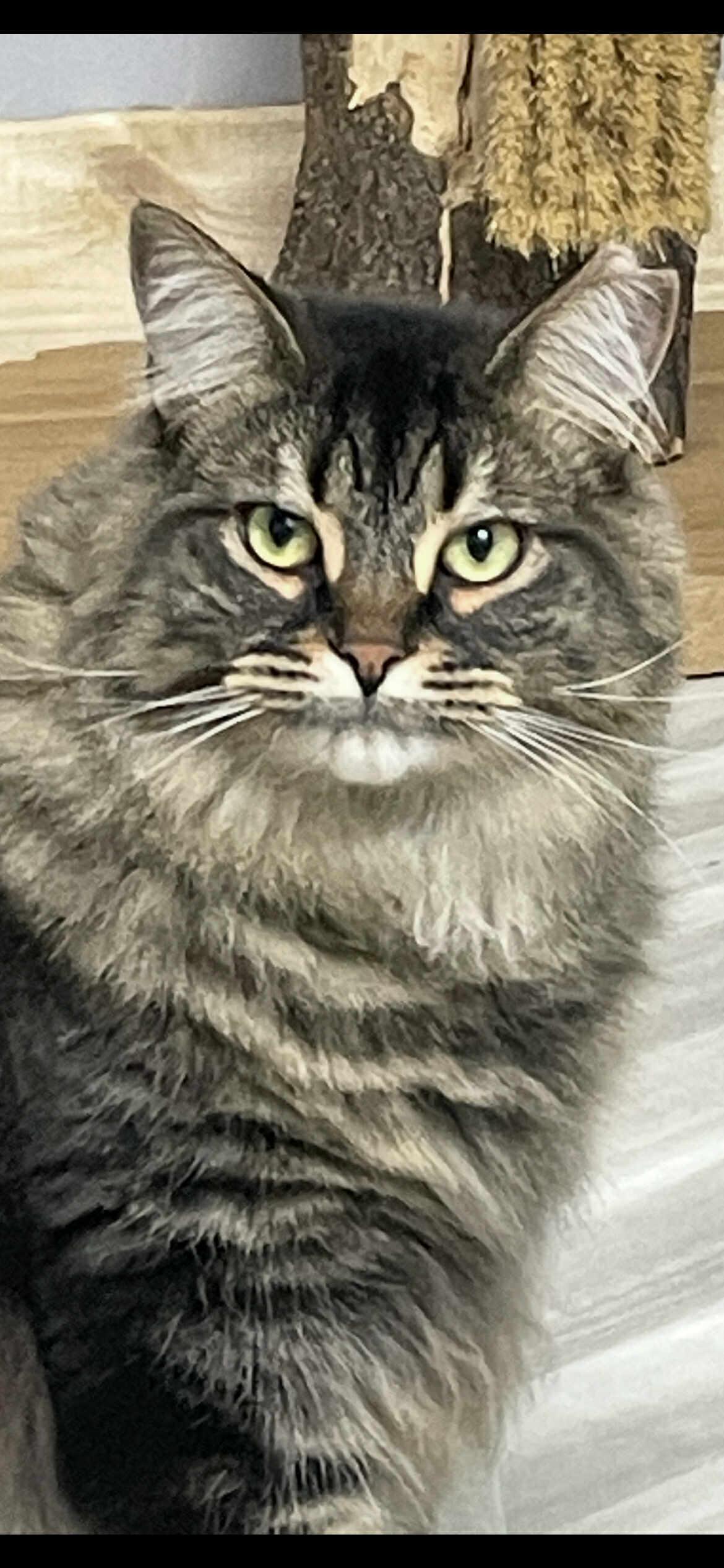 Enlarge Heaven, a Adoptable Domestic Long Hair in Terrebonne, QC image 1/5