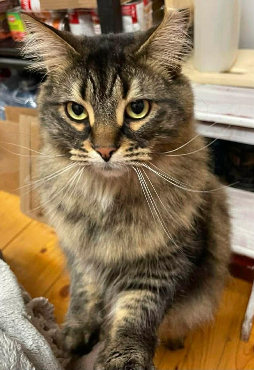 Heaven, Adoptable, Adult Male Domestic Long Hair.