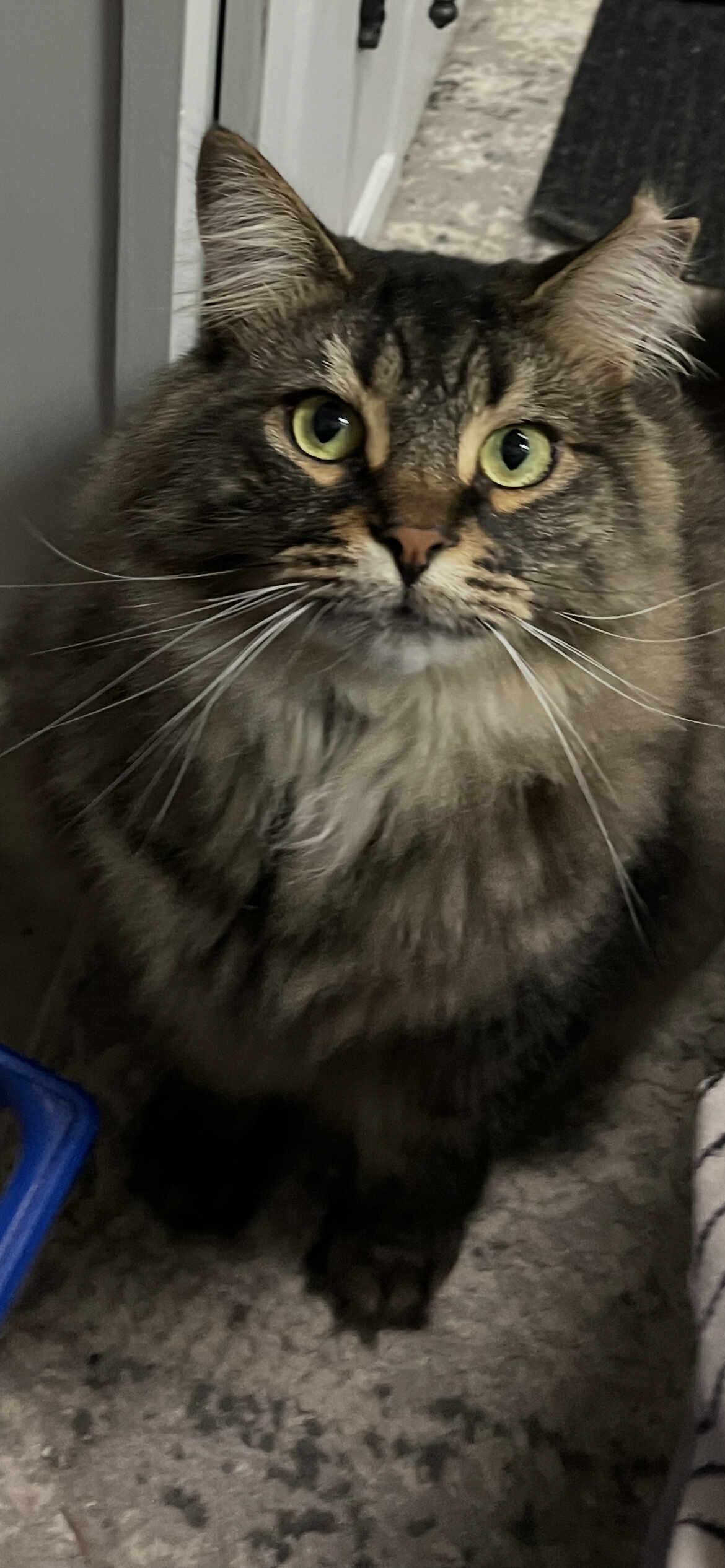 Heaven, Adoptable, Adult Male Domestic Long Hair.