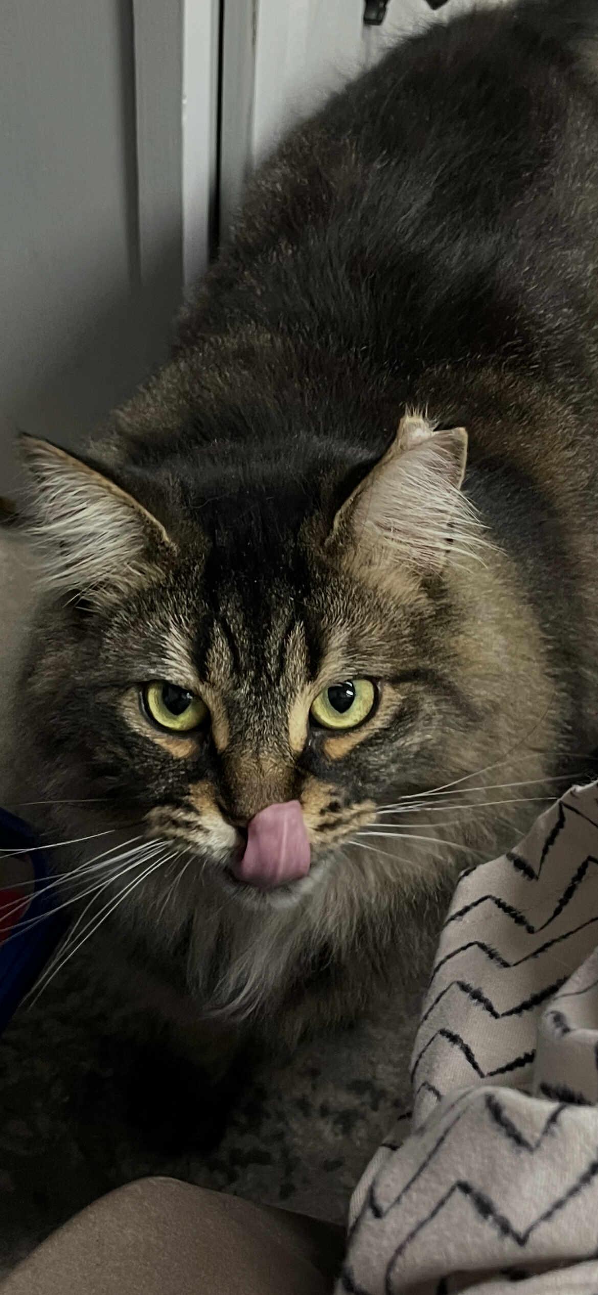 Enlarge Heaven, a Adoptable Domestic Long Hair in Terrebonne, QC image 3/5