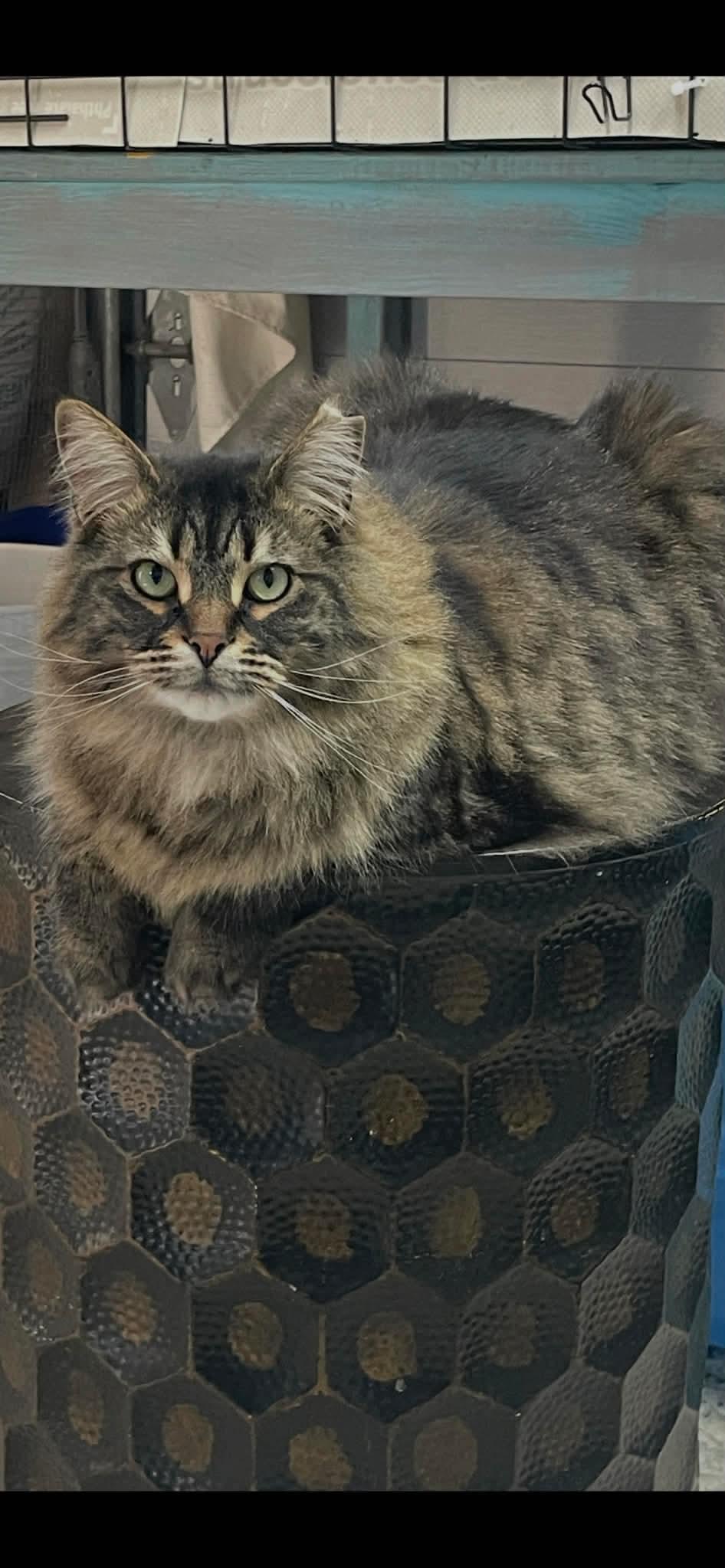 Enlarge Heaven, a Adoptable Domestic Long Hair in Terrebonne, QC image 6/6