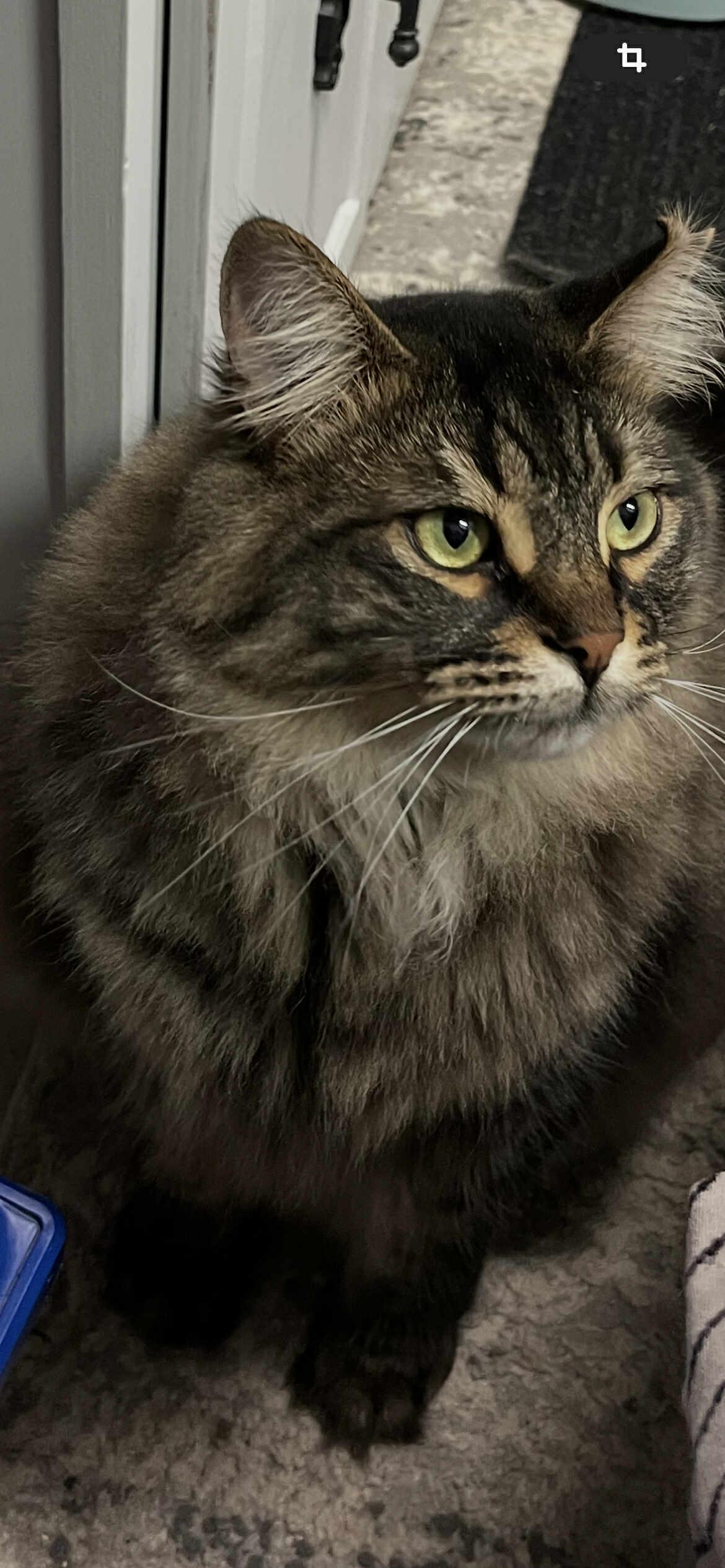 Enlarge Heaven, a Adoptable Domestic Long Hair in Terrebonne, QC image 4/5