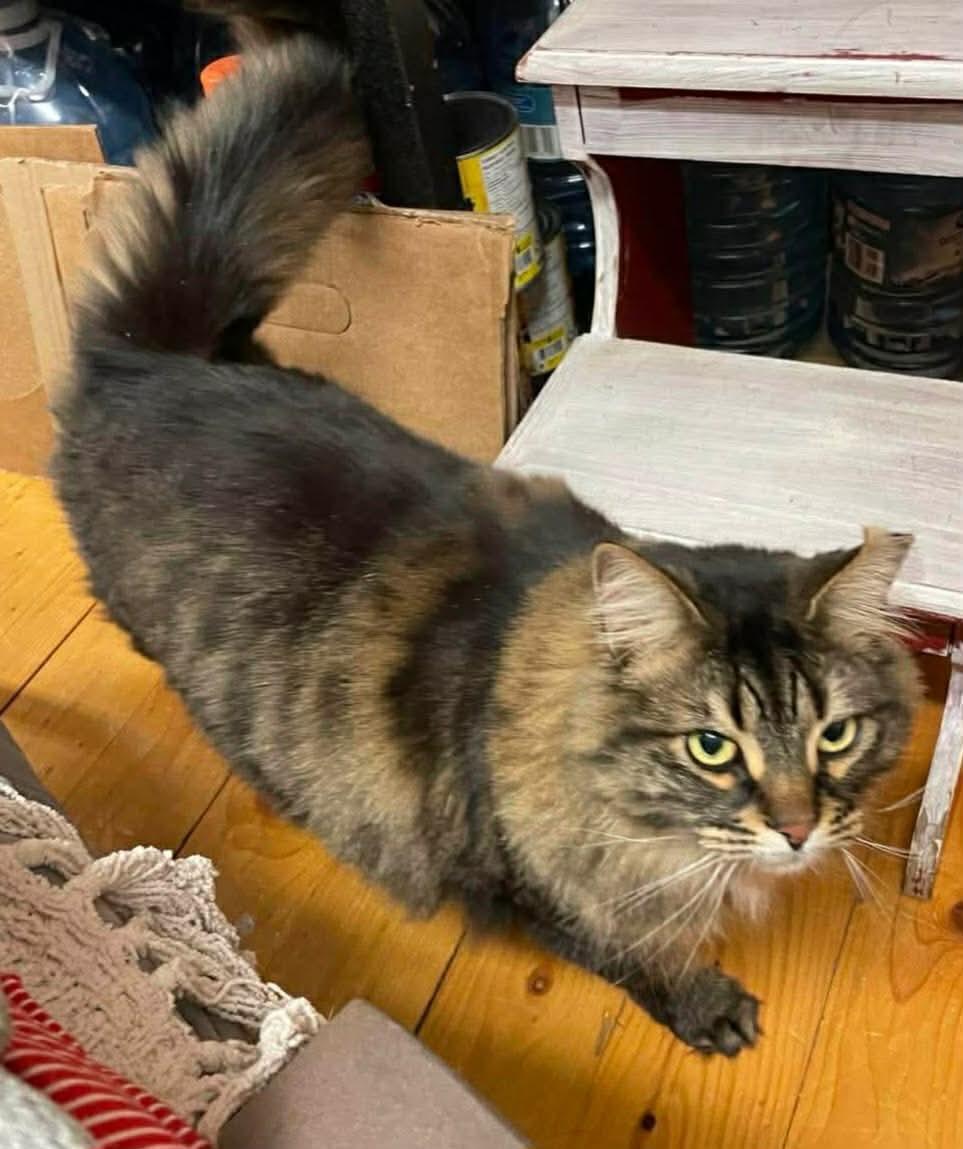 Enlarge Heaven, a Adoptable Domestic Long Hair in Terrebonne, QC image 6/6