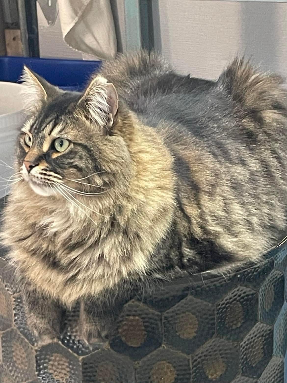 Enlarge Heaven, a Adoptable Domestic Long Hair in Terrebonne, QC image 5/6