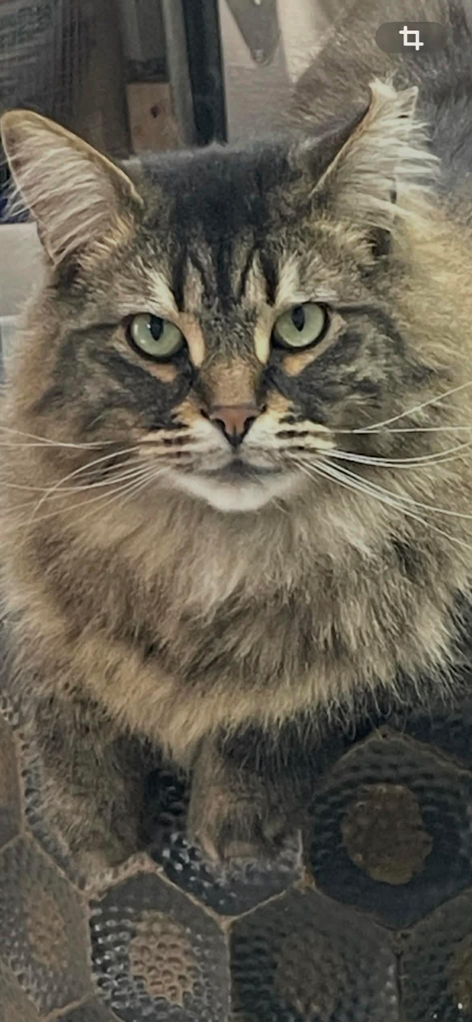 Enlarge Heaven, a Adoptable Domestic Long Hair in Terrebonne, QC image 1/6