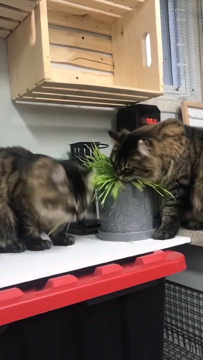 Enlarge Heaven, a Adoptable Domestic Long Hair in Terrebonne, QC video 5/5