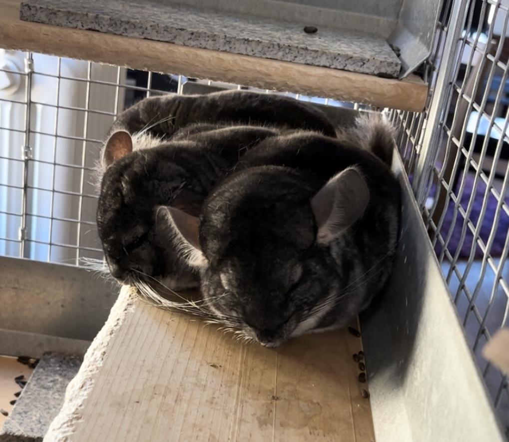 Enlarge Aramice, an adopted Chinchilla in Notre Dame, IN image 3/3