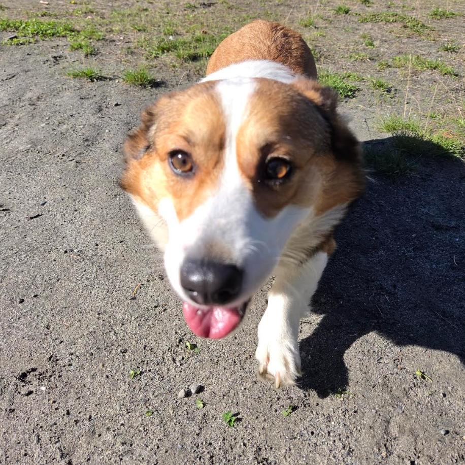 Enlarge Dallas, a Adoptable Corgi in Redmond, WA image 1/1