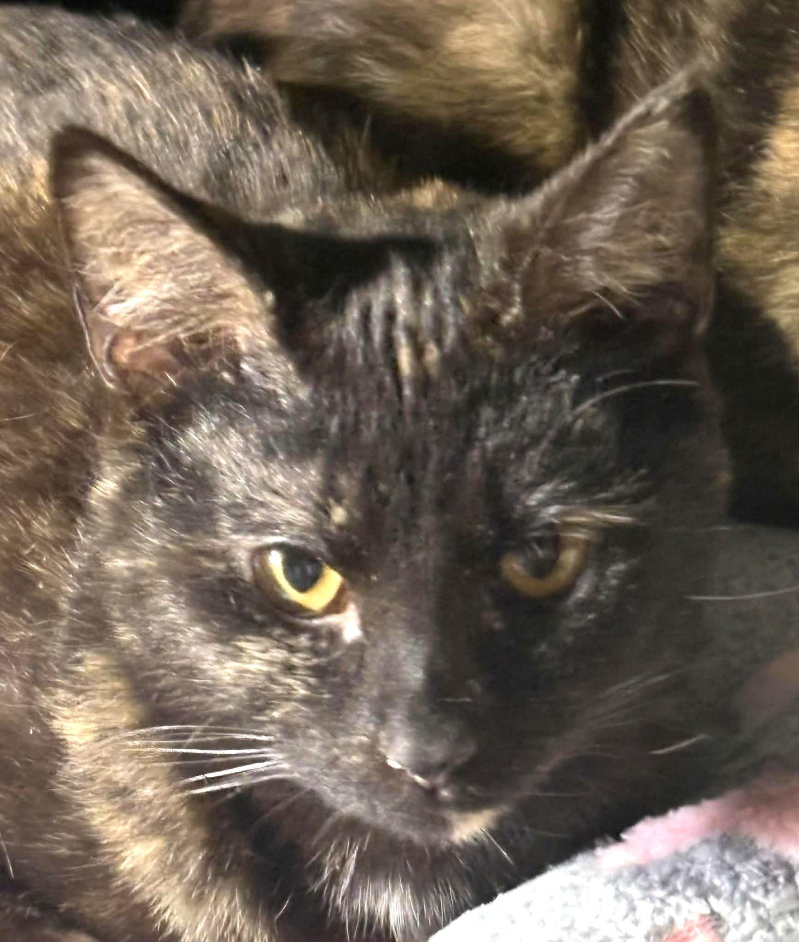 Enlarge Chive, a Adoptable Domestic Short Hair in Dalzell, IL image 1/2