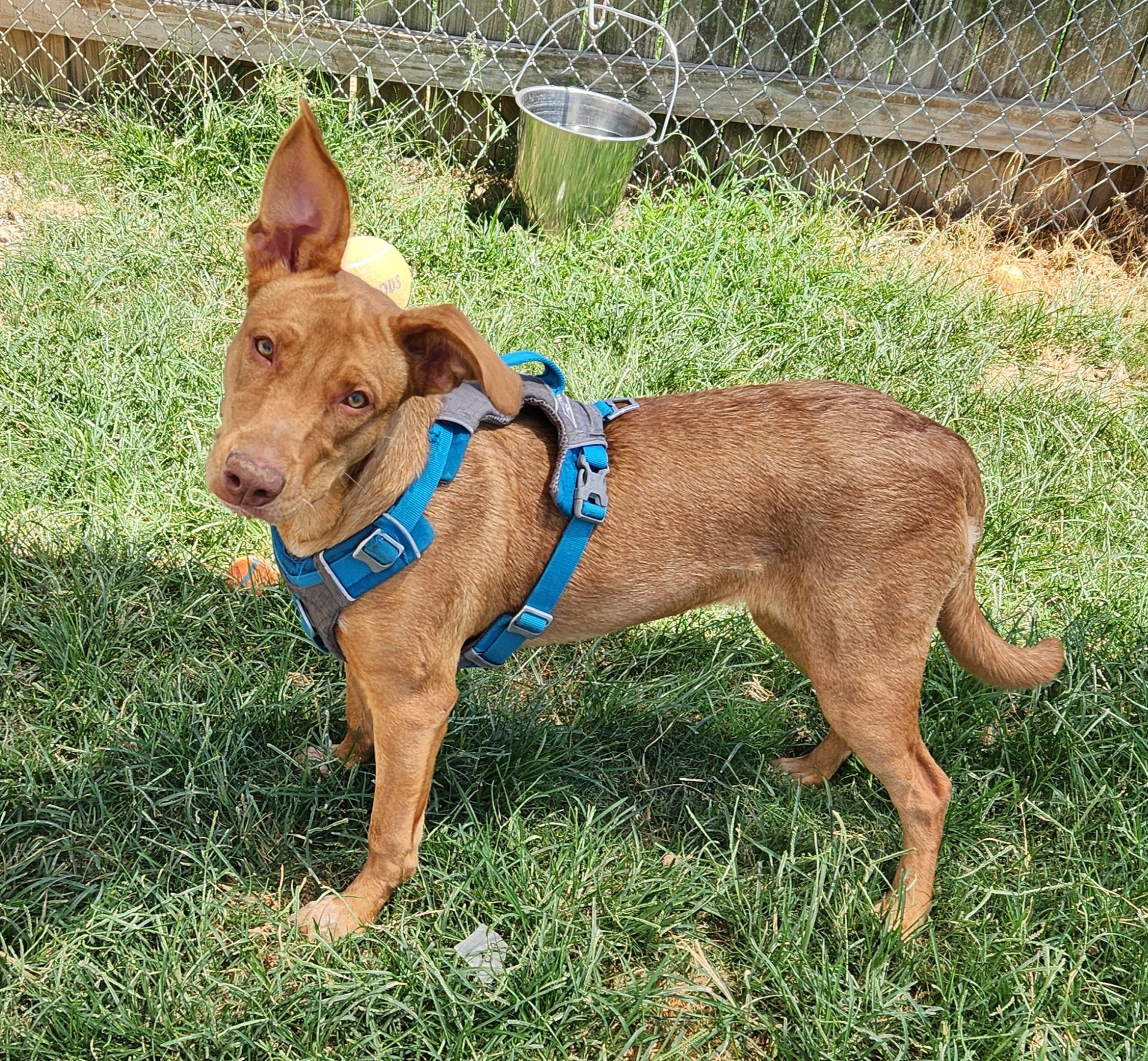 Enlarge Winona, an adoptable mixed breed in Siloam Springs, AR image 1/6