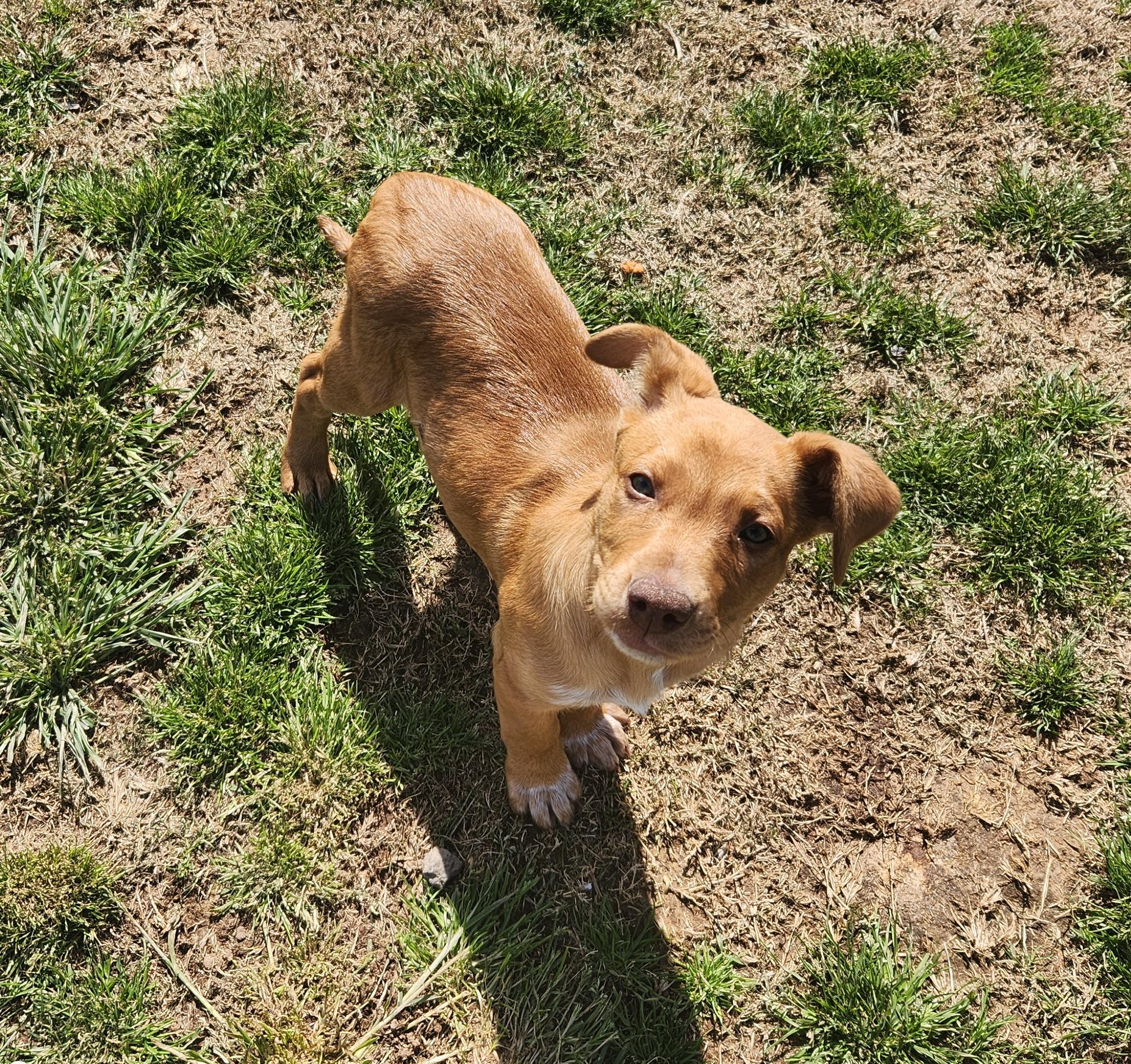 Winona, a ADOPTABLE mixed breed in Siloam Springs, AR image 2/4