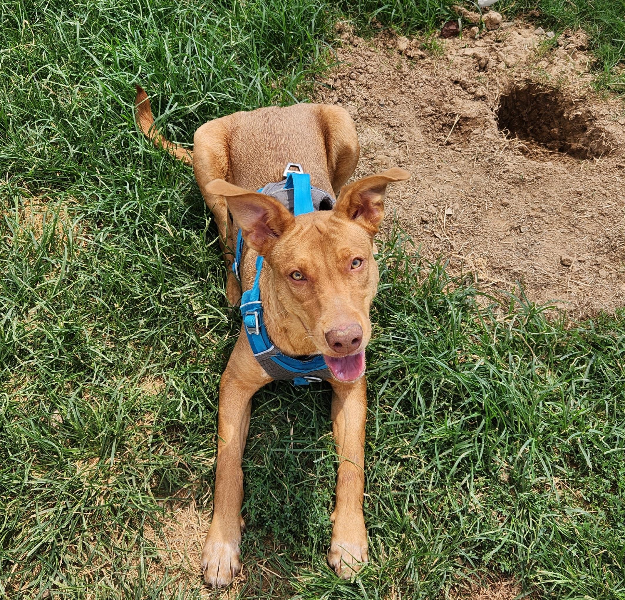 Enlarge Winona, an adoptable mixed breed in Siloam Springs, AR image 5/6