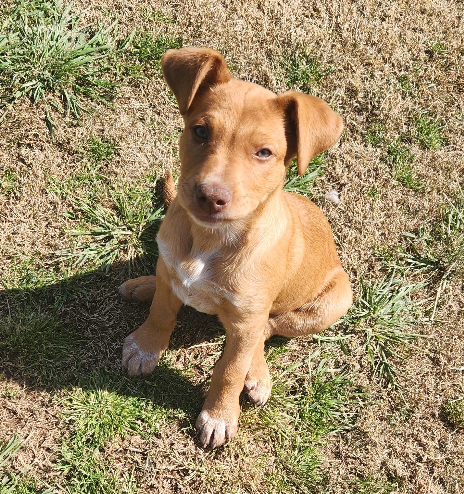 Winona, a ADOPTABLE mixed breed in Siloam Springs, AR image 3/4