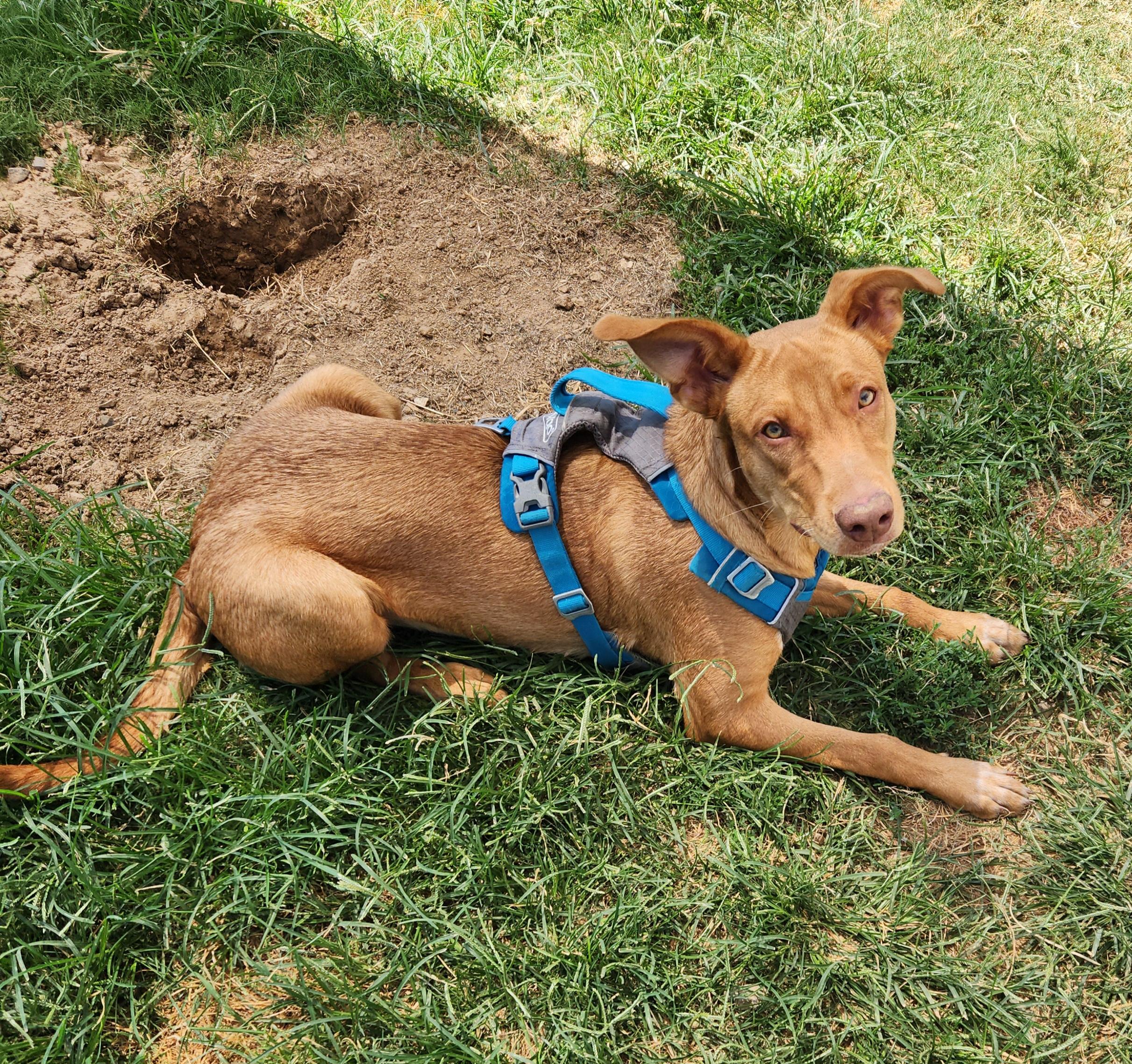 Enlarge Winona, an adoptable mixed breed in Siloam Springs, AR image 6/6