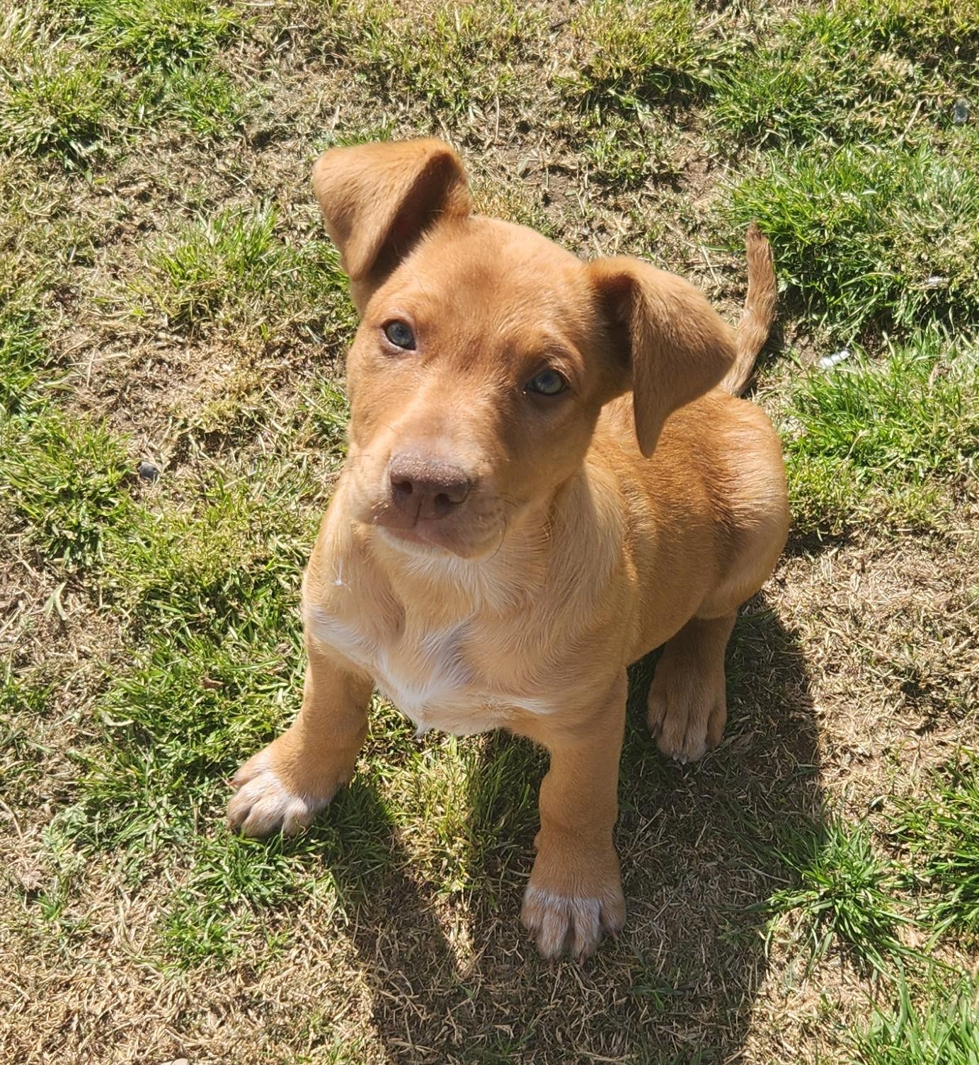 Winona, a ADOPTABLE mixed breed in Siloam Springs, AR image 1/4