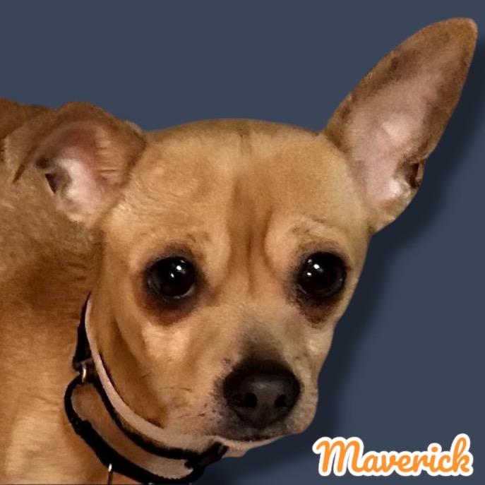 Maverick, Adoptable, Adult Male Chihuahua & Mixed Breed.