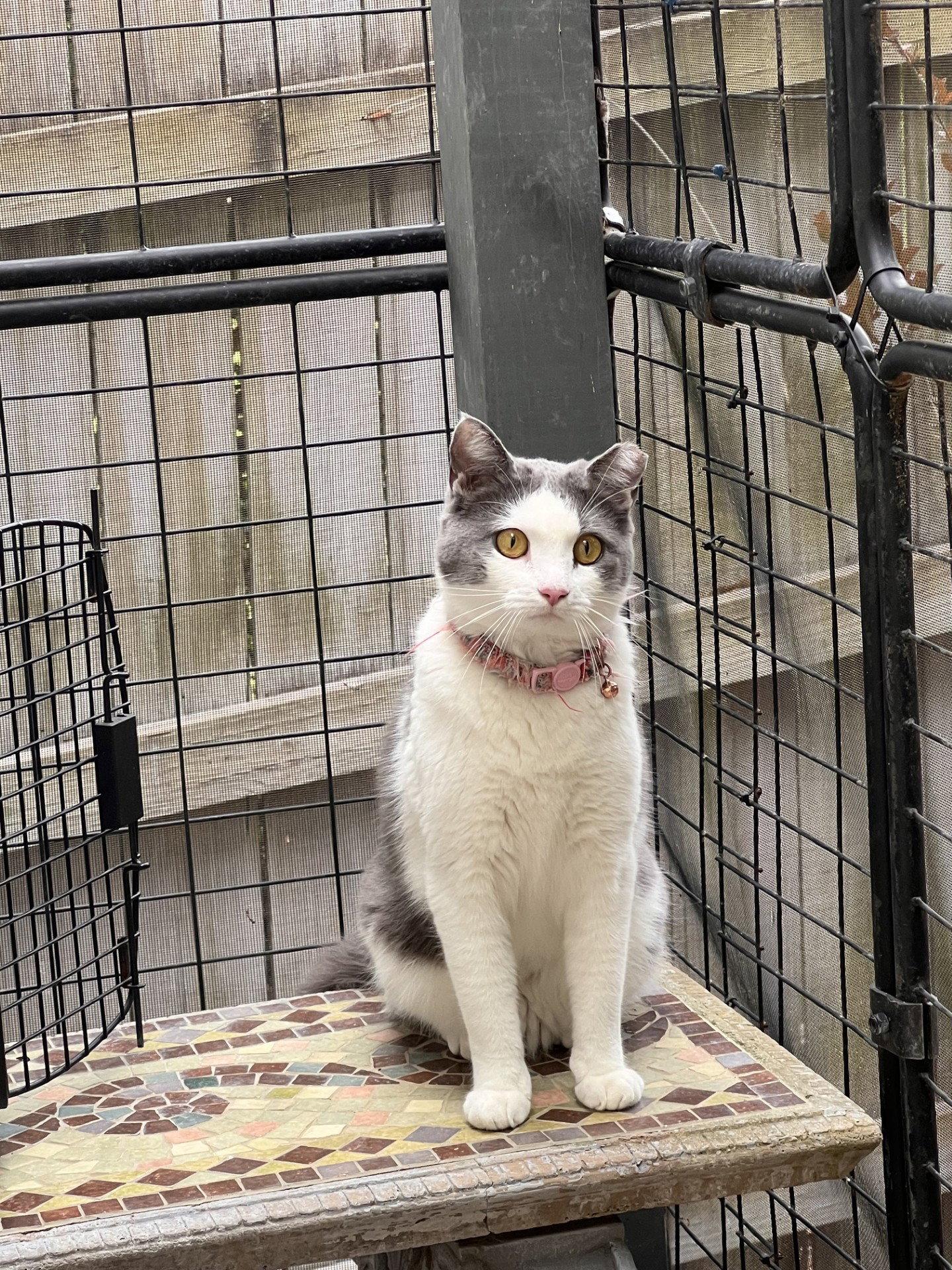 Enlarge Mama, a Adoptable Domestic Short Hair in Fayetteville, GA image 1/3