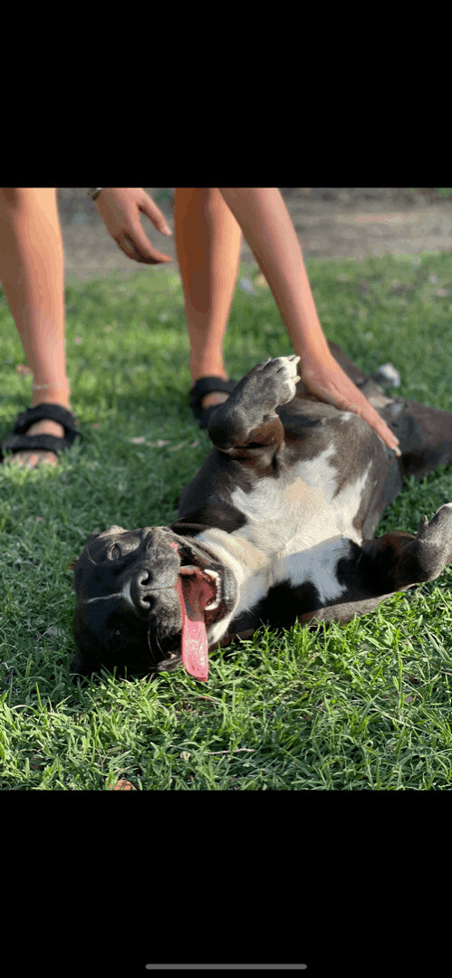 Enlarge Dolly, a Adoptable mixed breed in Columbus, OH image 1/6