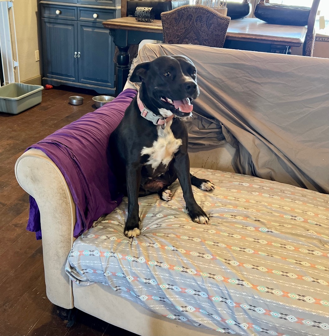 Enlarge Dolly, a Adoptable mixed breed in Columbus, OH image 4/6