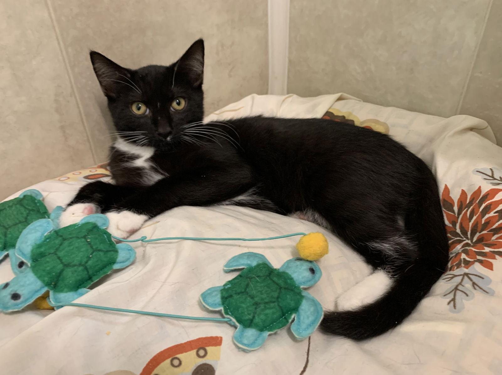 Jasper, Adoptable, Young Male Tuxedo & Domestic Short Hair.