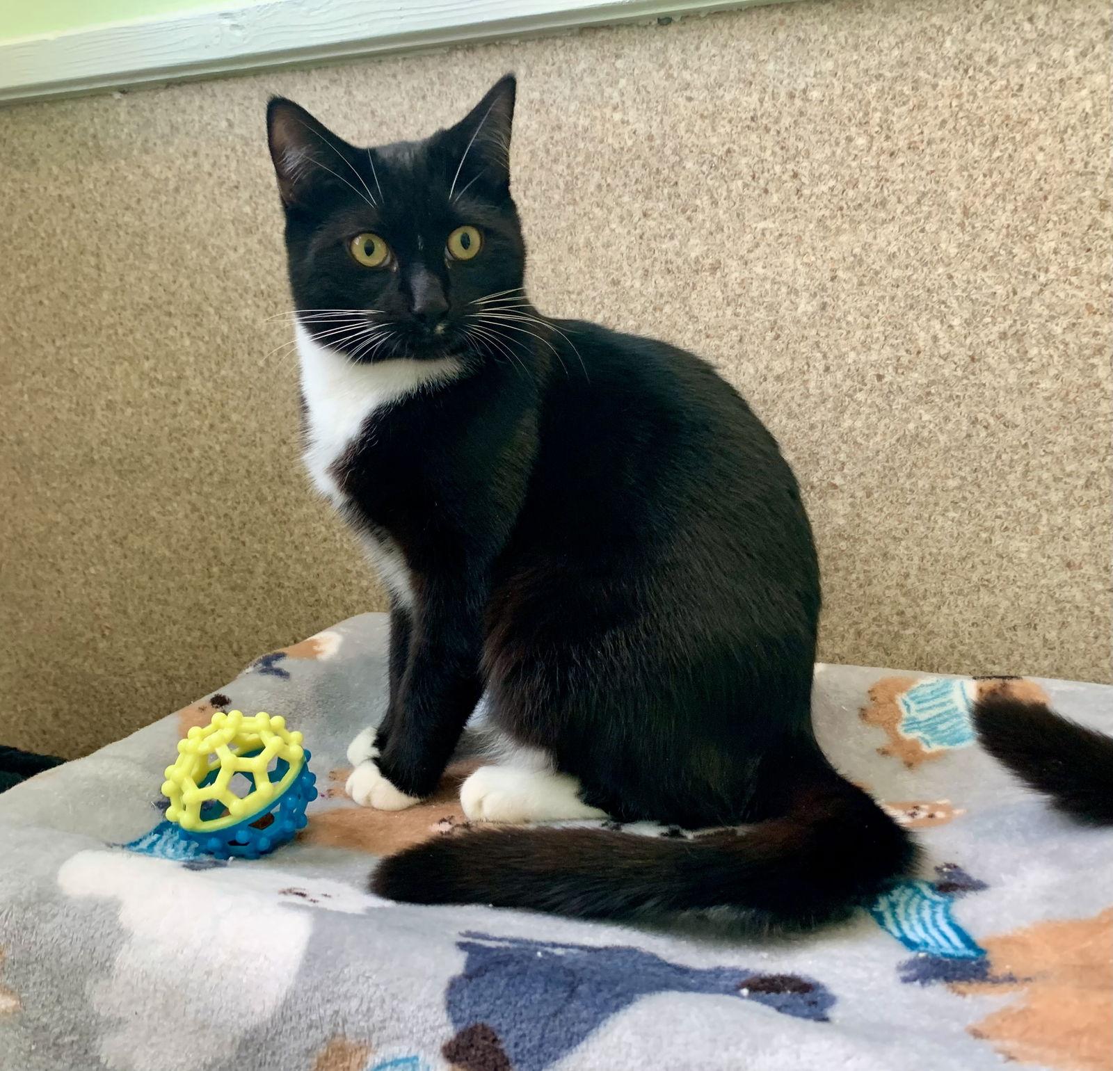 Enlarge Jasper, a Adoptable mixed breed in Mc Cormick, SC image 1/3