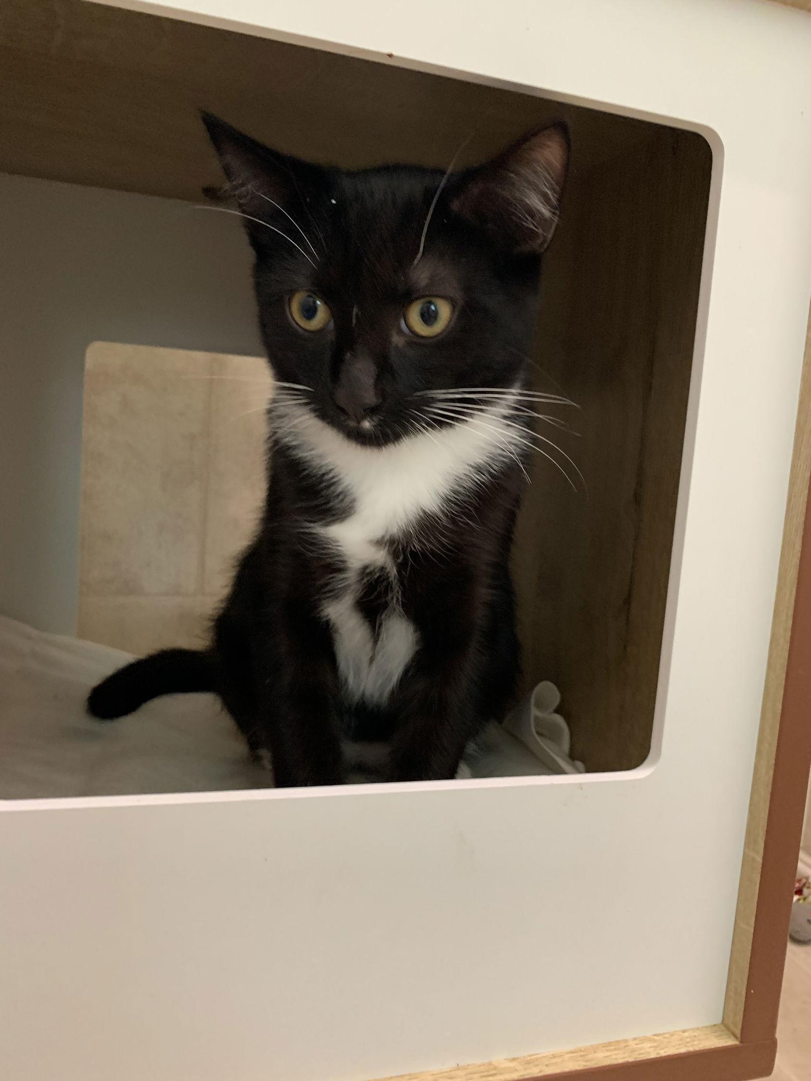 Jasper, a Adoptable mixed breed image 2/3