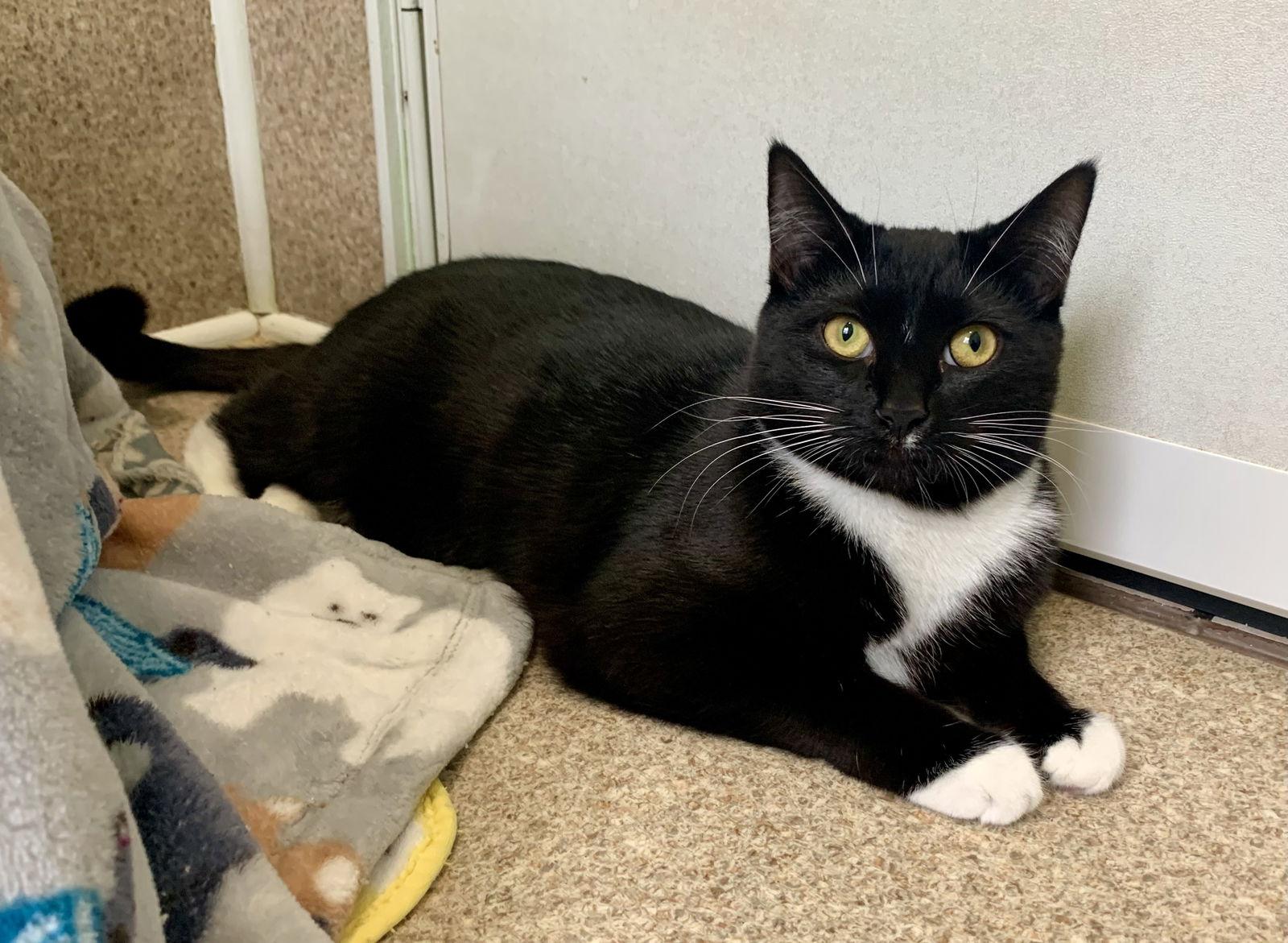 Enlarge Jasper, a Adoptable mixed breed in Mc Cormick, SC image 2/3